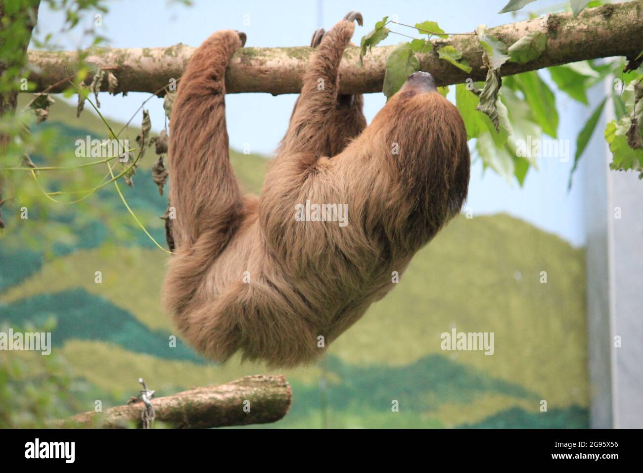 Faultier im Overloon Zoo in den Niederlanden Stockfoto