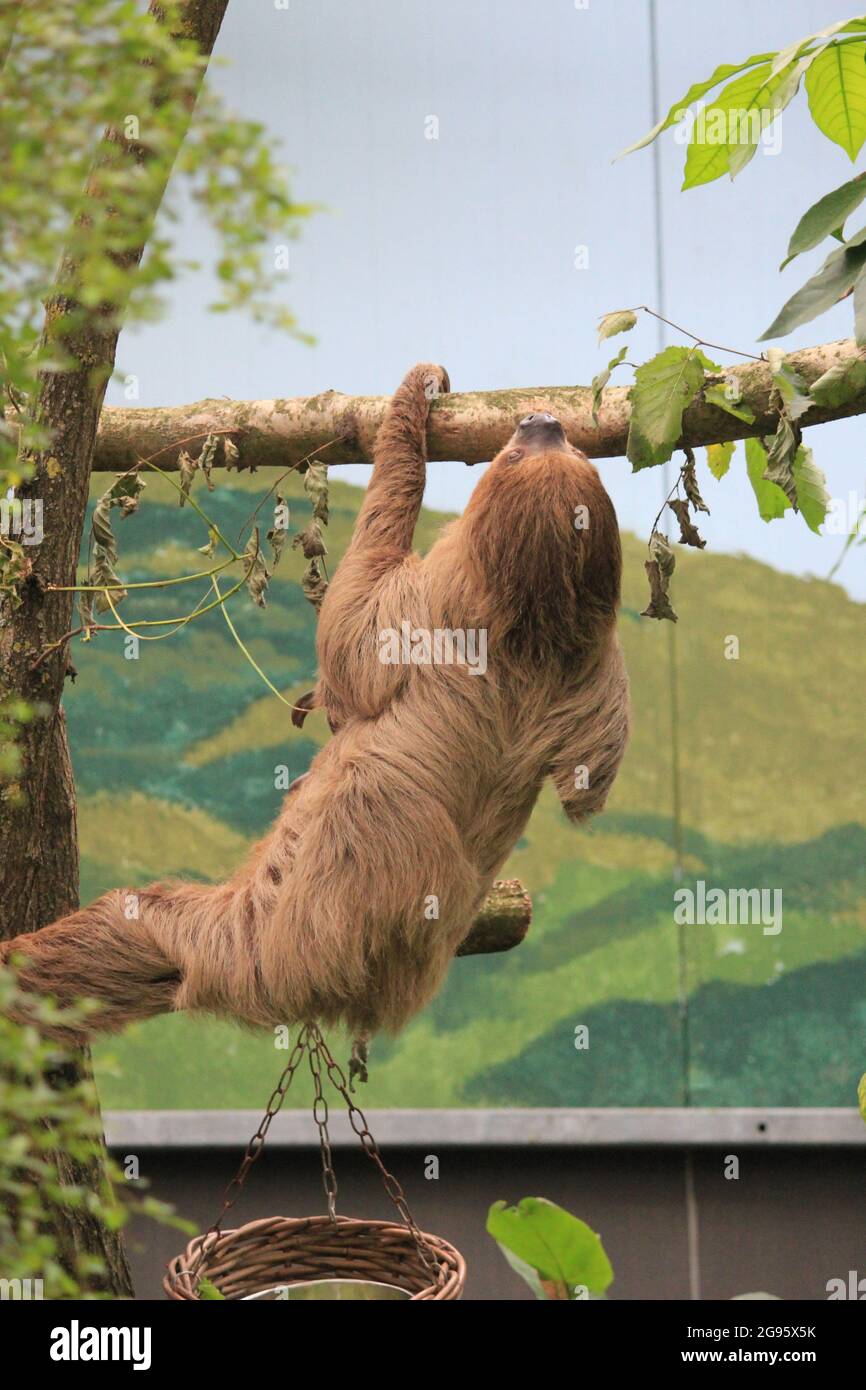 Faultier im Overloon Zoo in den Niederlanden Stockfoto