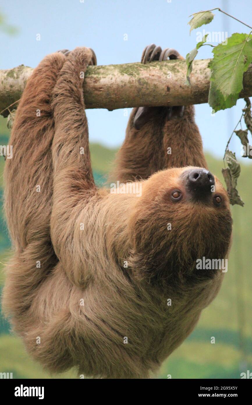 Faultier im Overloon Zoo in den Niederlanden Stockfoto