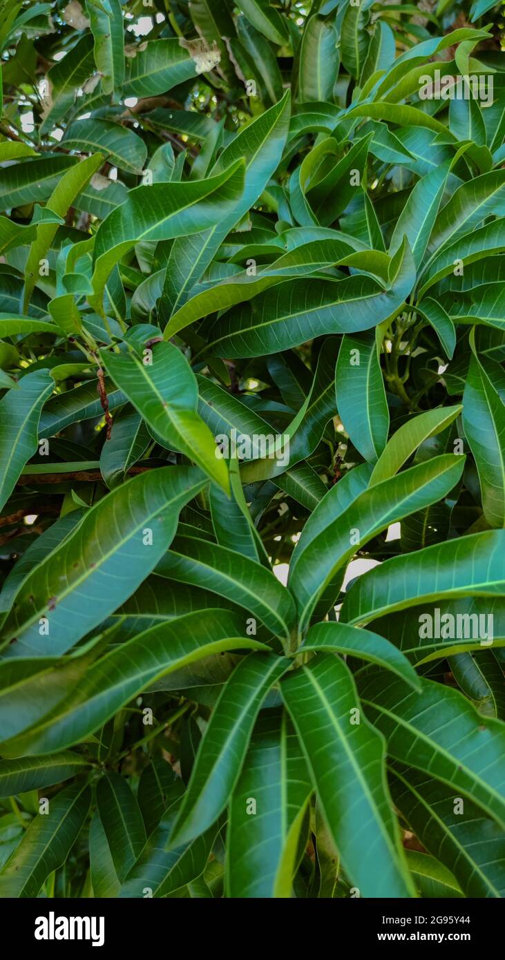 Mangifera indica, auch Mango genannt, hellgrüne Blätter Stockfoto