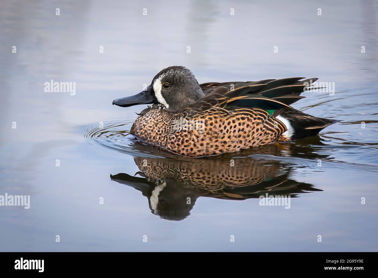 Ein blaugeflügeltes blaues blaues Türkisblau Schwimmen in einem See Stockfoto