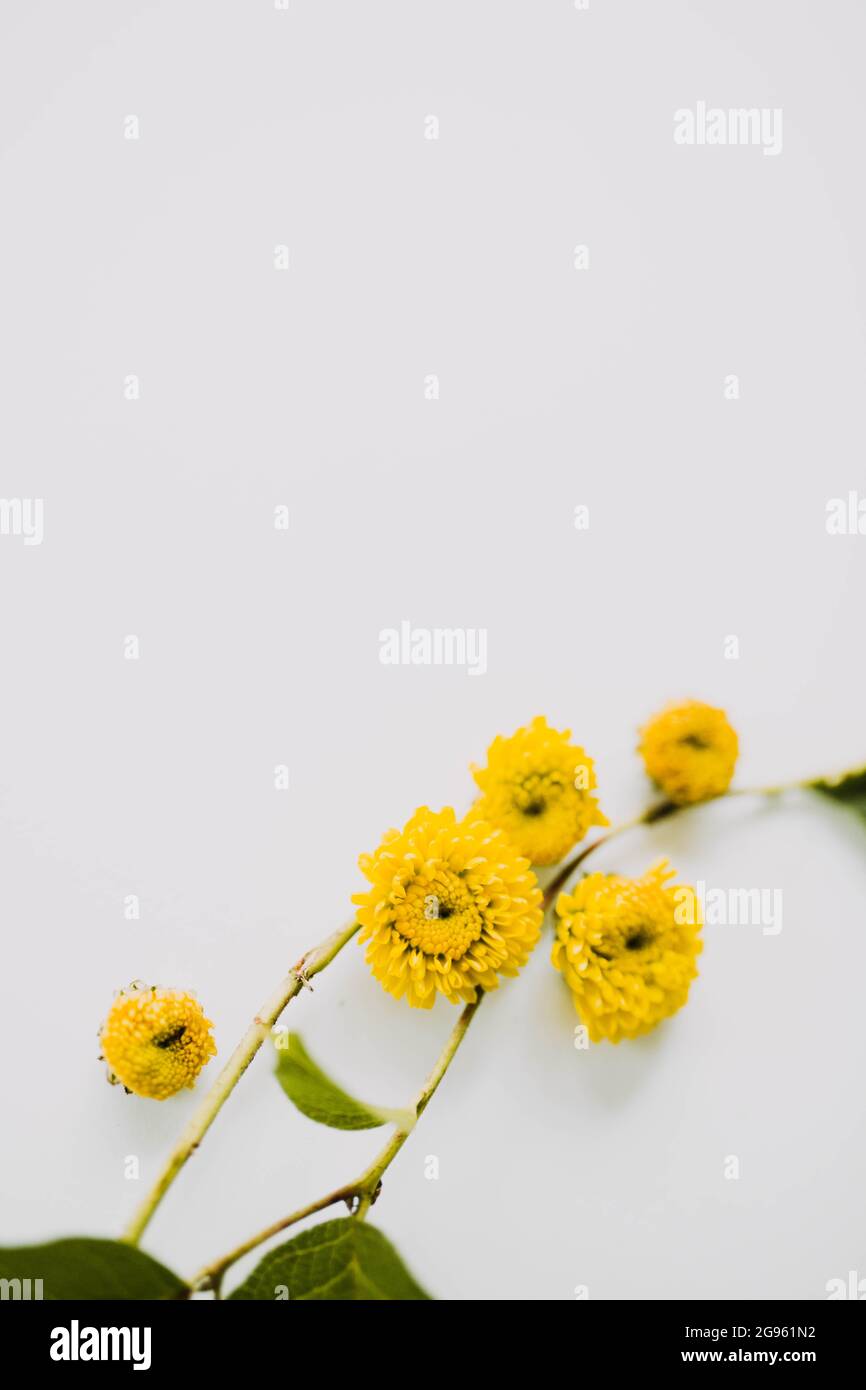 Nahaufnahme von kleinen gelben Blumen vor sauberem Hintergrund Stockfoto
