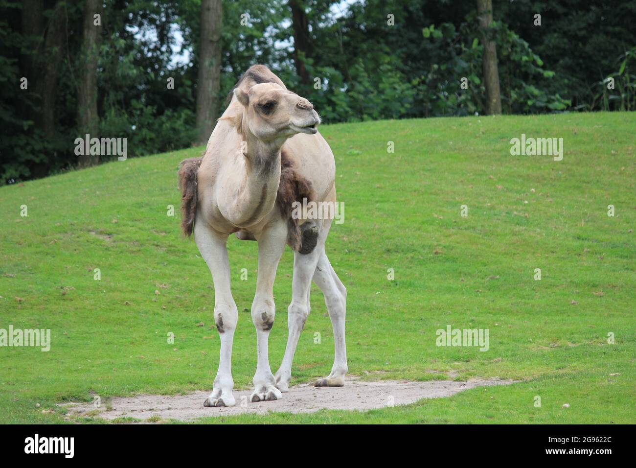 Dromedar im Overloon Zoo, Niederlande Stockfoto