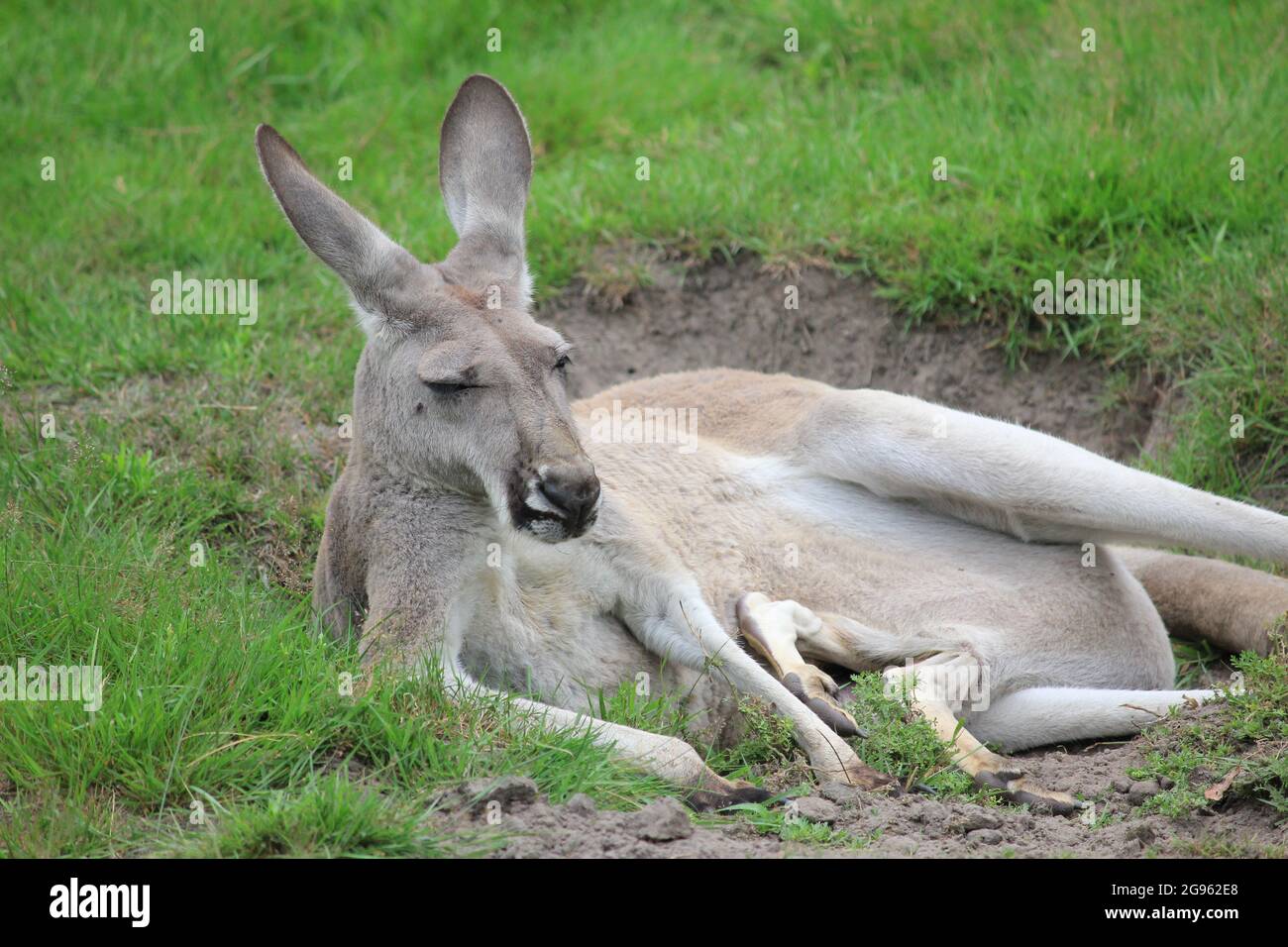 Rotes Känguru im Overloon Zoo, Niederlande Stockfoto