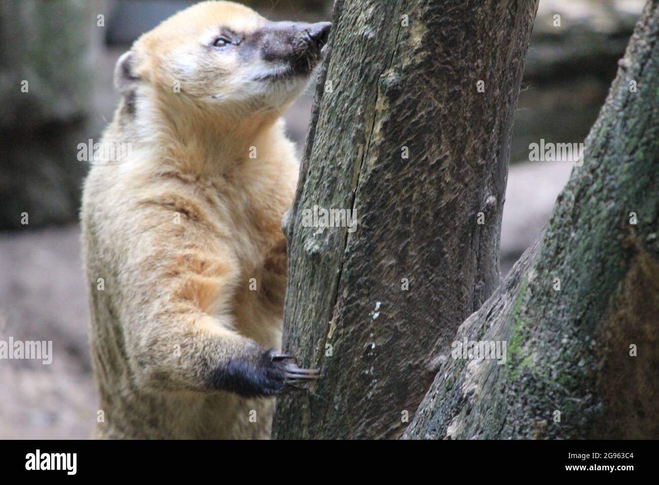 Südamerikanischer Nasenbär Stockfoto