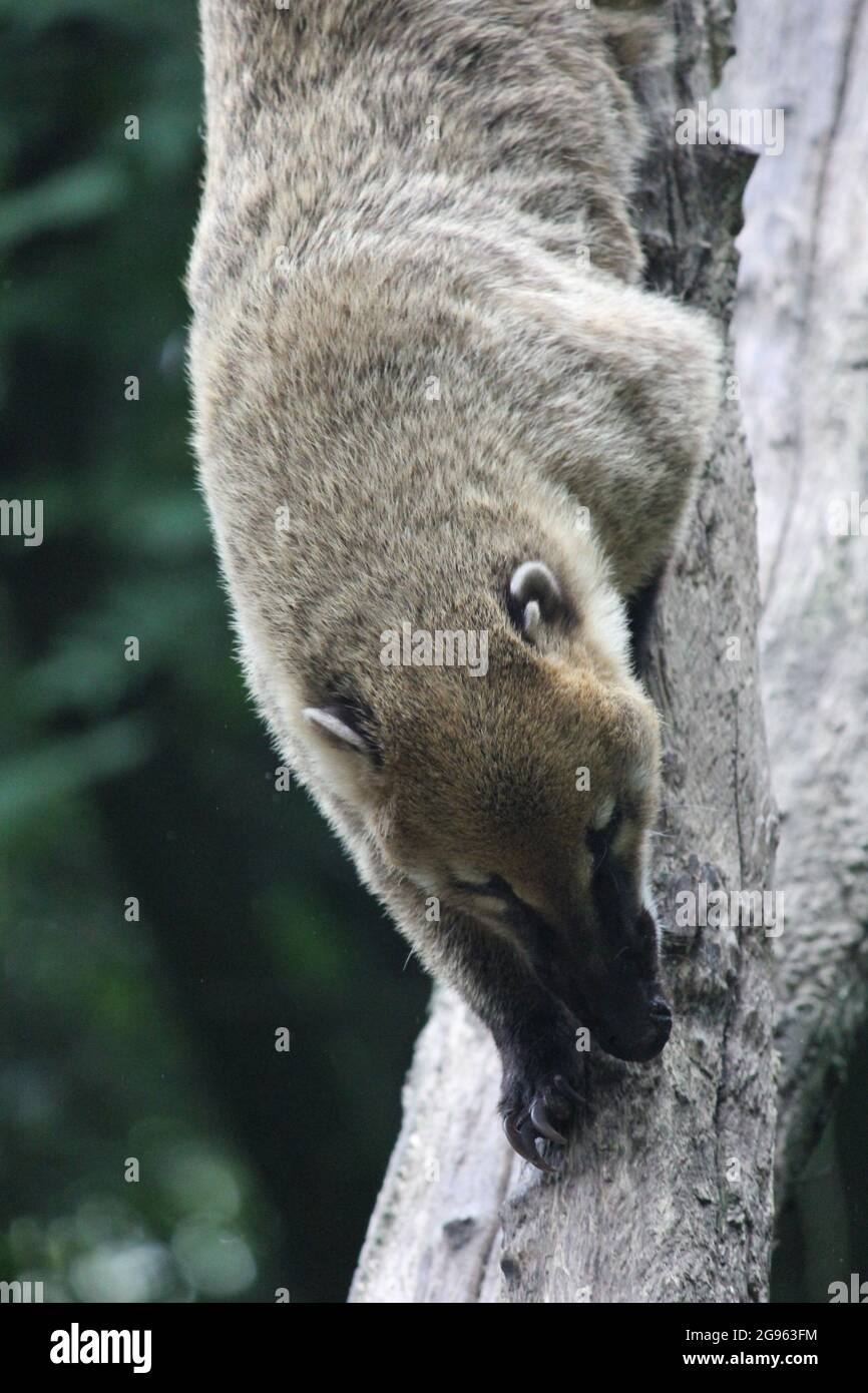 Südamerikanischer Nasenbär Stockfoto