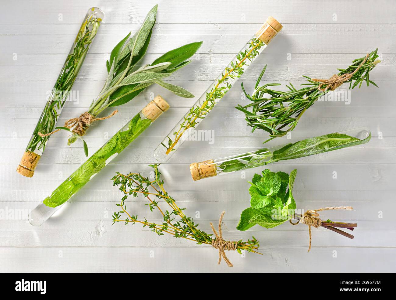 Chaotische Anordnung von frischen Gewürzkräutern in Bündeln und medizinischen Tinkturen in Reagenzgläsern auf weißem Holzhintergrund. Stockfoto