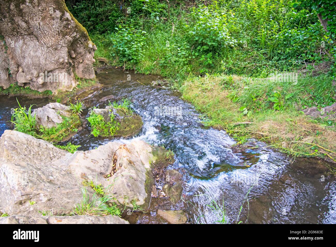 Hueznar Fluss in San Nicolas del Puerto, Nord Sevilla Berg, Andalusien, Spanien Grove Stockfoto