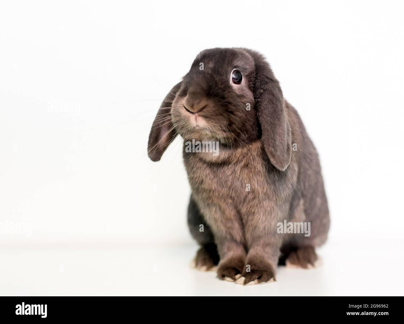 Ein lop ohred Haustier Kaninchen auf einem weißen sitzen Hintergrund Stockfoto