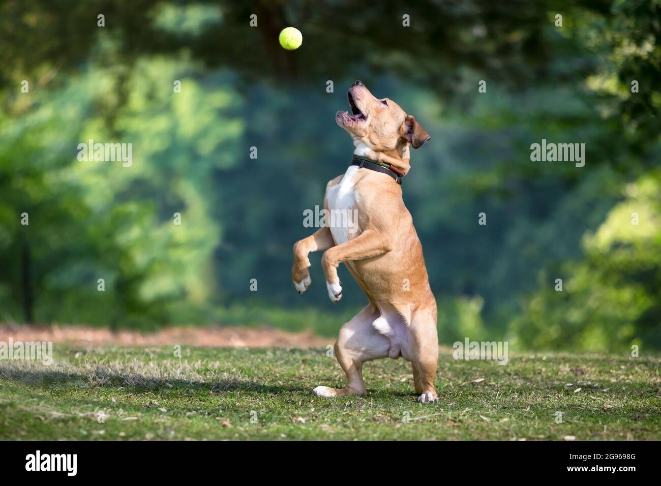 Ein Retriever Mischlingshund steht auf seinen Hinterbeinen auf und öffnet seinen Mund, um einen Ball in der Luft zu fangen Stockfoto
