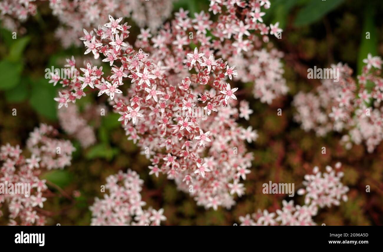 Dickblatt pflanze rosa blte -Fotos und -Bildmaterial in hoher Auflsung   Alamy
