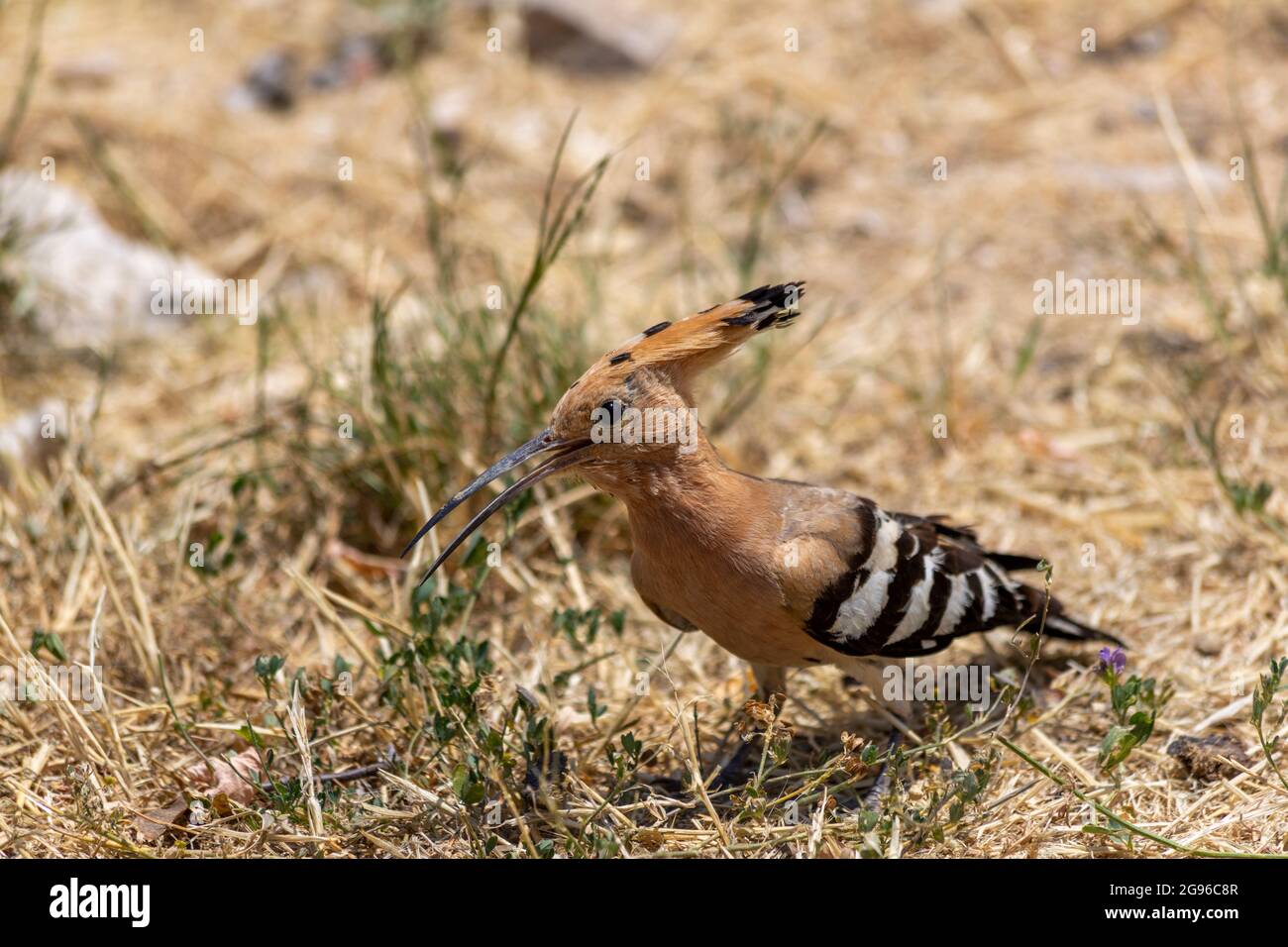 Der Eurasische Wiedehopf (Upupa epops) ist die am weitesten verbreitete Art der Gattung Upupa, die in Europa, Asien und der nördlichen Hälfte Afrikas beheimatet ist. Einige taxo Stockfoto