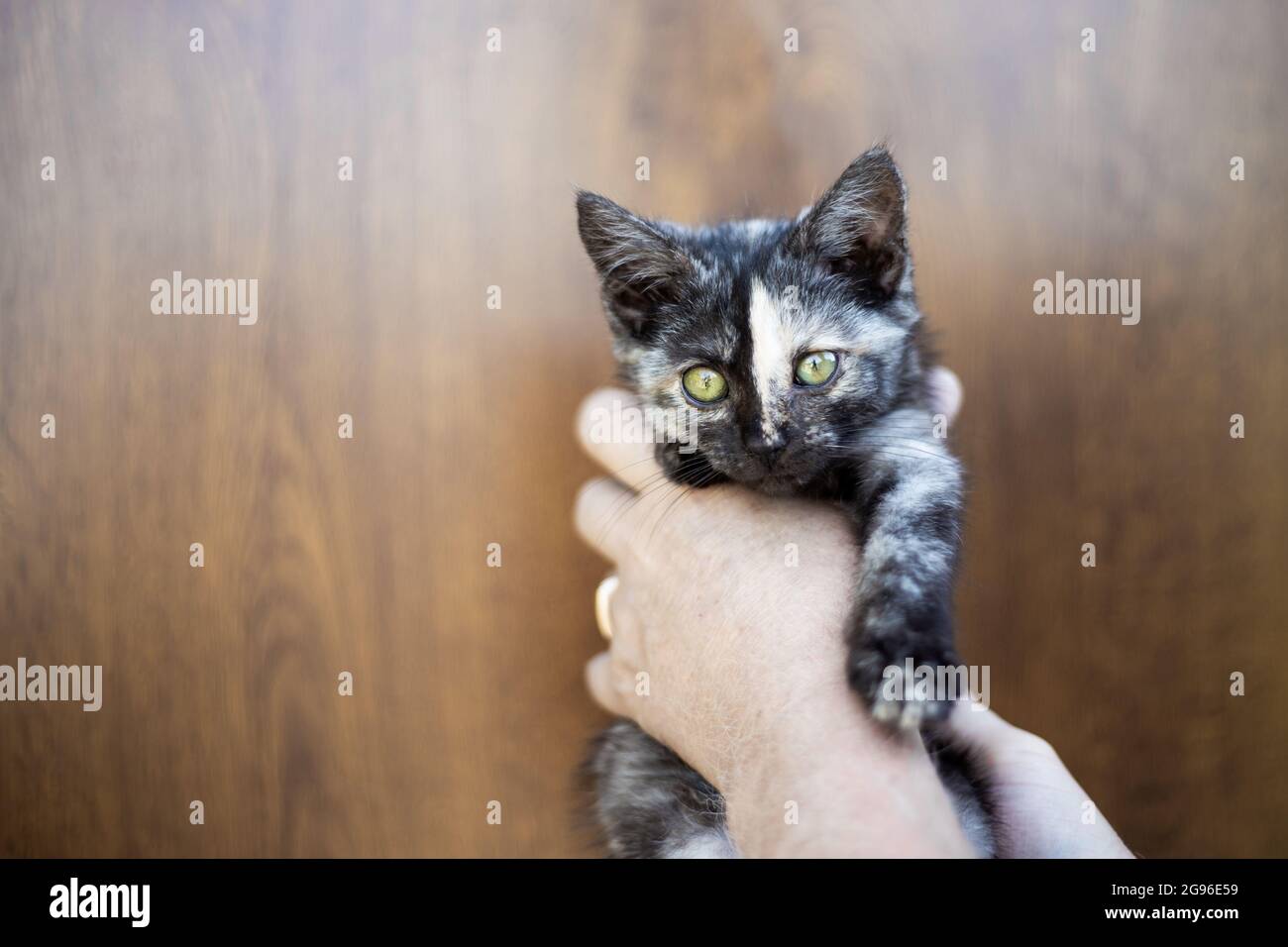 Ein kleines schwarz geflecktes Kätzchen in den Händen eines Mannes. Platz kopieren, für Text platzieren. Stockfoto
