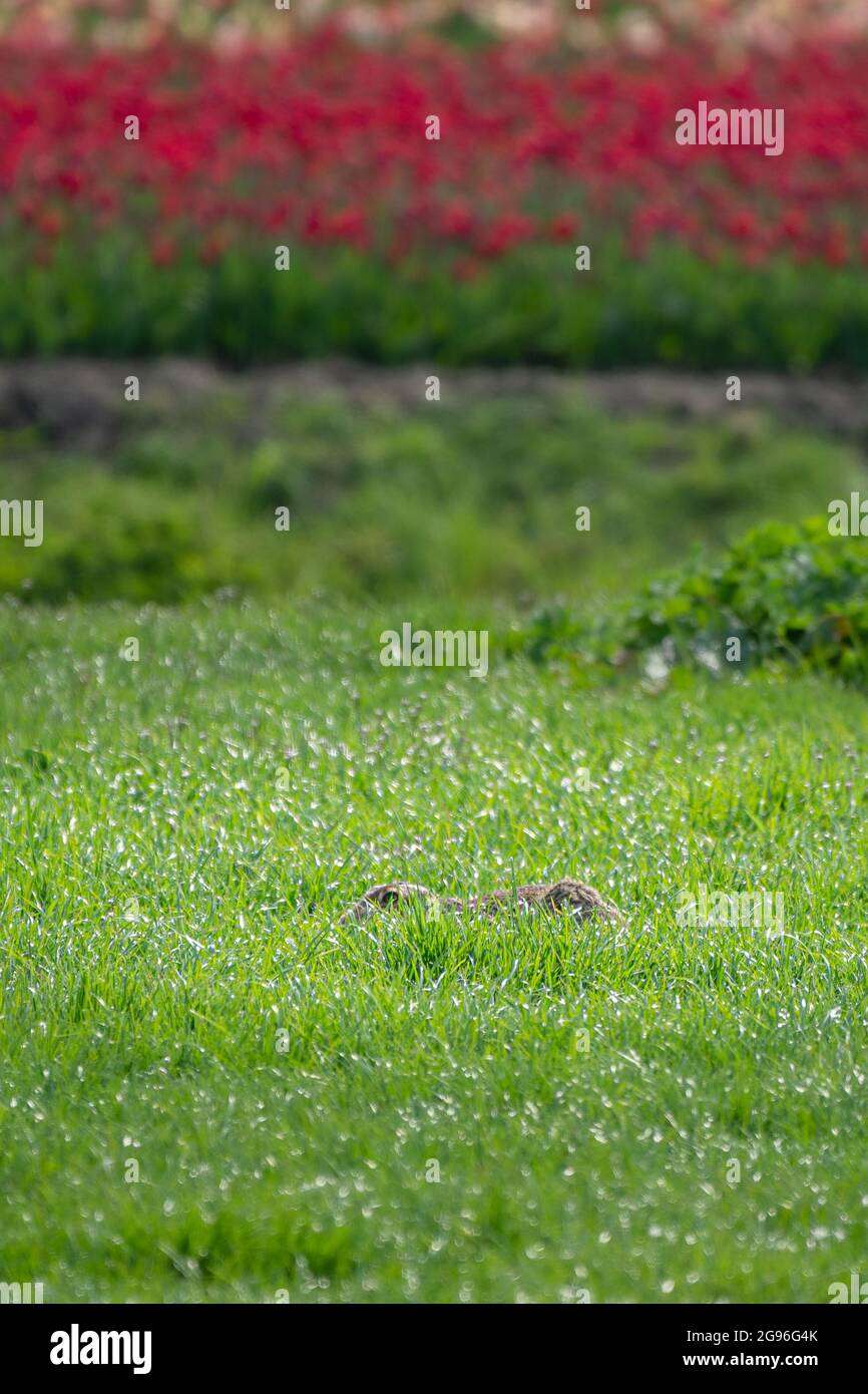 Fast unsichtbar, völlig still... Hase liegt auf seiner Form auf einer Wiese in der Nähe eines rot blühenden Tulpenfeldes. Scharwoude, Westfriesland, Nordholland, t Stockfoto