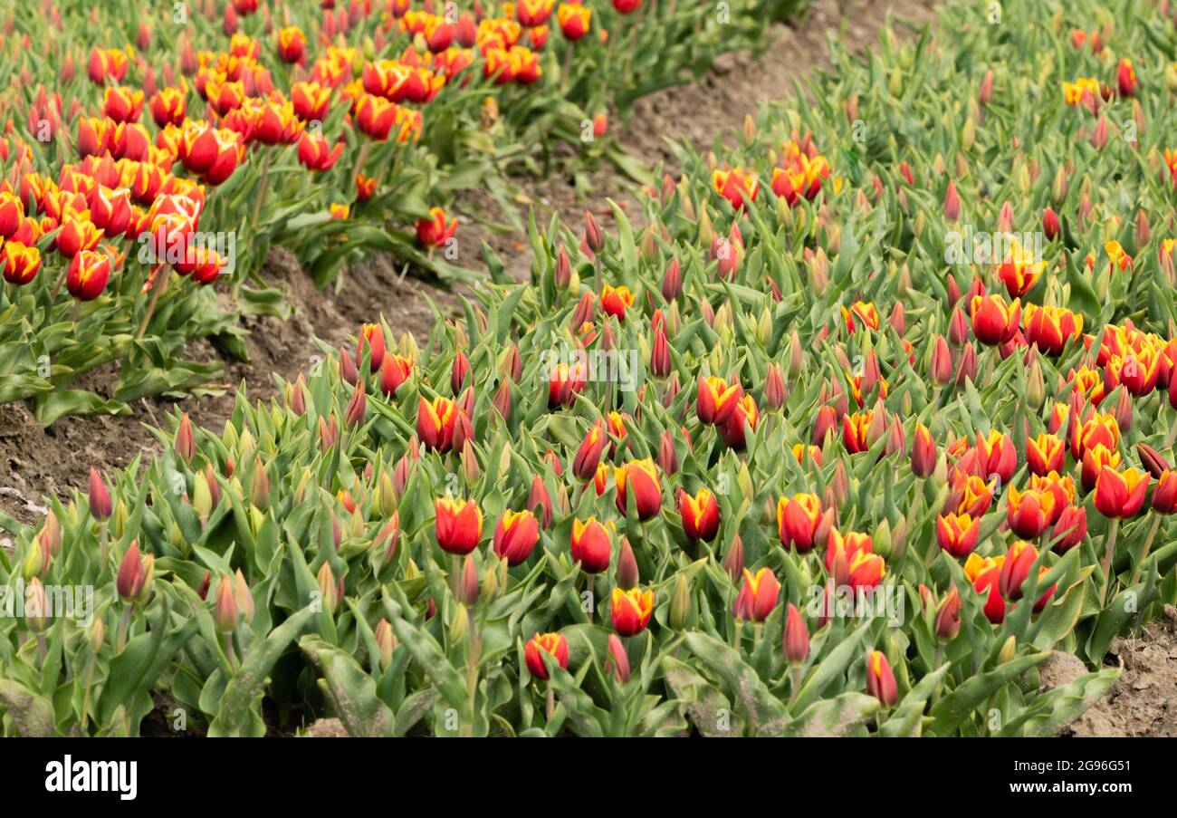 Rot-gelbe Tulpen im Feld auf diagonalen Tulpenbetten. Region Hoorn, West-friesland, Nord-Holland, Niederlande. Stockfoto