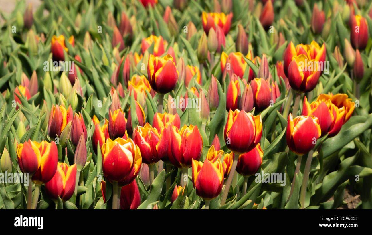 Rot-gelbes Tulpenfeld. Region Hoorn, West-friesland, Nord-Holland, Niederlande. Stockfoto