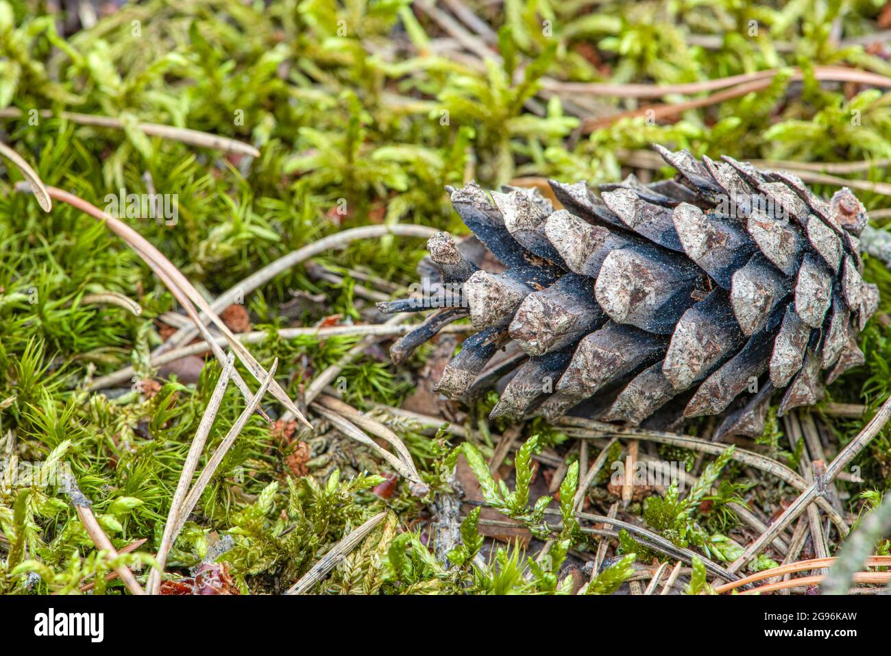 Ein Kiefernkegel im Wald, ein trockener Kegel liegt auf dem Boden vor einem Hintergrund aus Moos und Kiefernnadeln Stockfoto