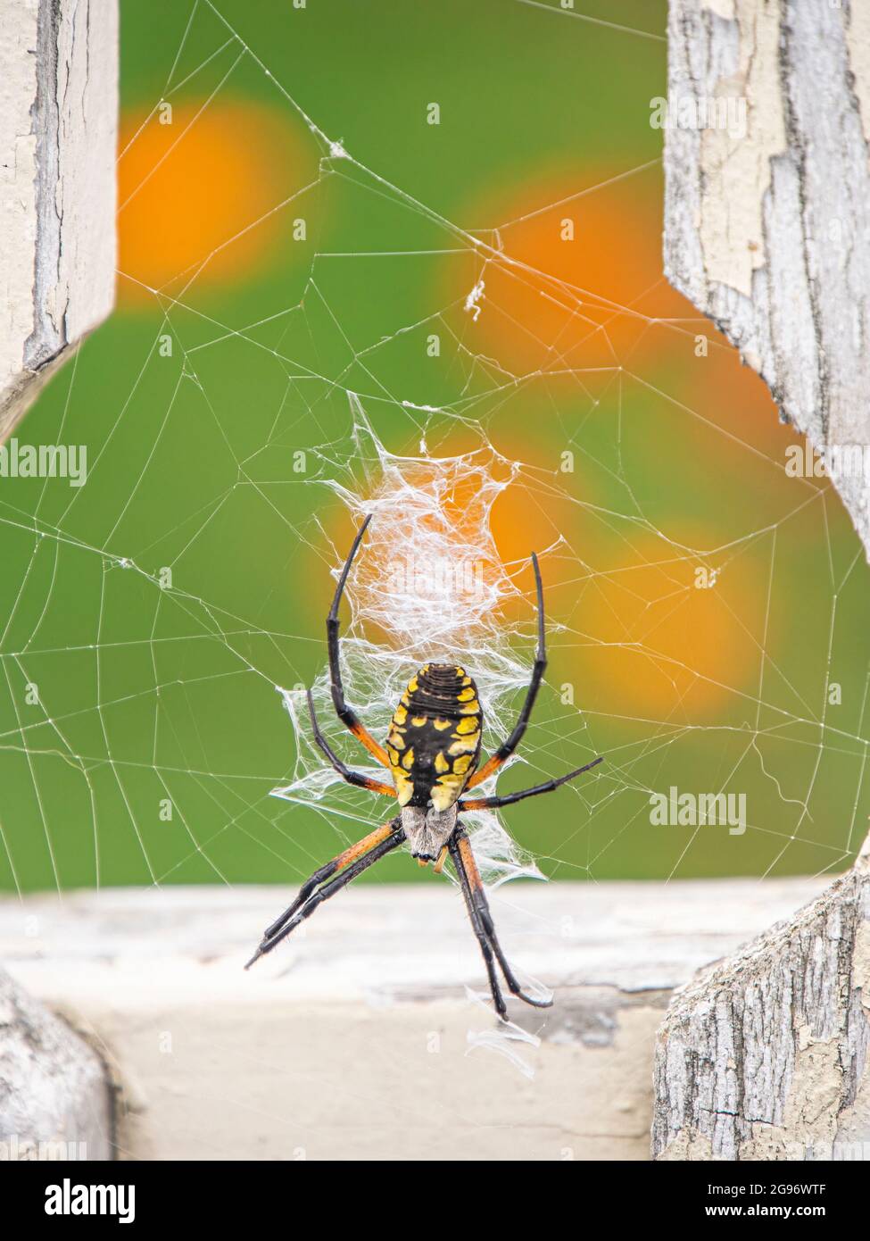 Gelbe und schwarze Gartenspinne auf Netz im Garten. Stockfoto