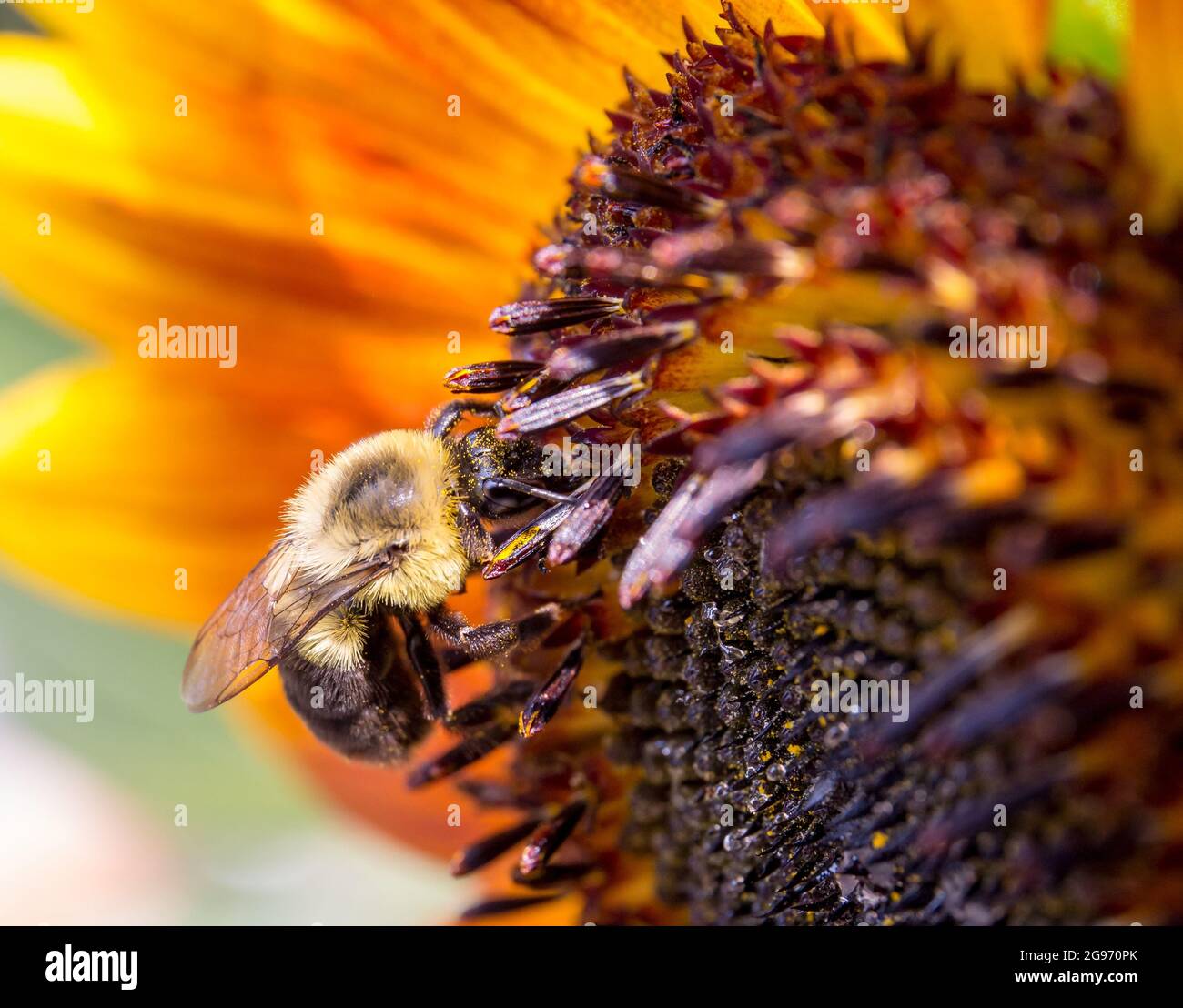 Nahaufnahme einer Hummel, die mit gelben Pollenkörnern an einer Sonnenblume bedeckt ist. Stockfoto