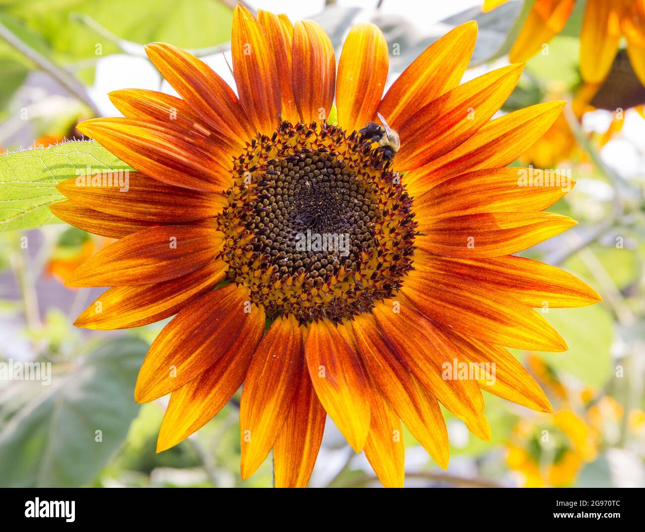 Eine große Sonnenblume mit orangefarbenen Blütenblättern beherbergt eine gewöhnliche östliche Hummel bei strahlendem Sonnenschein. Stockfoto
