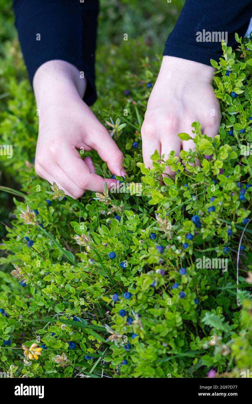 Weibliche Hände pflücken Heidelbeeren am Berg aus nächster Nähe Stockfoto