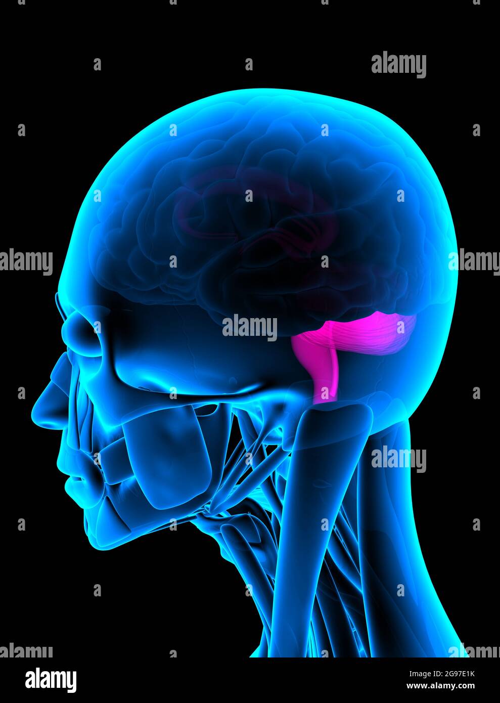 Medulla Caudate Nucleus Röntgenbild Seitenansicht. 3d-Rendering Stockfoto