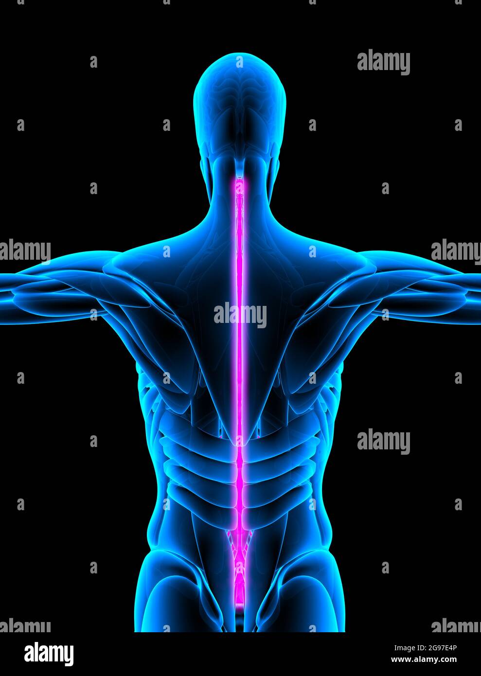 Rote Wirbelsäule – Röntgenaufnahme der Rückansicht. 3d-Rendering Stockfoto
