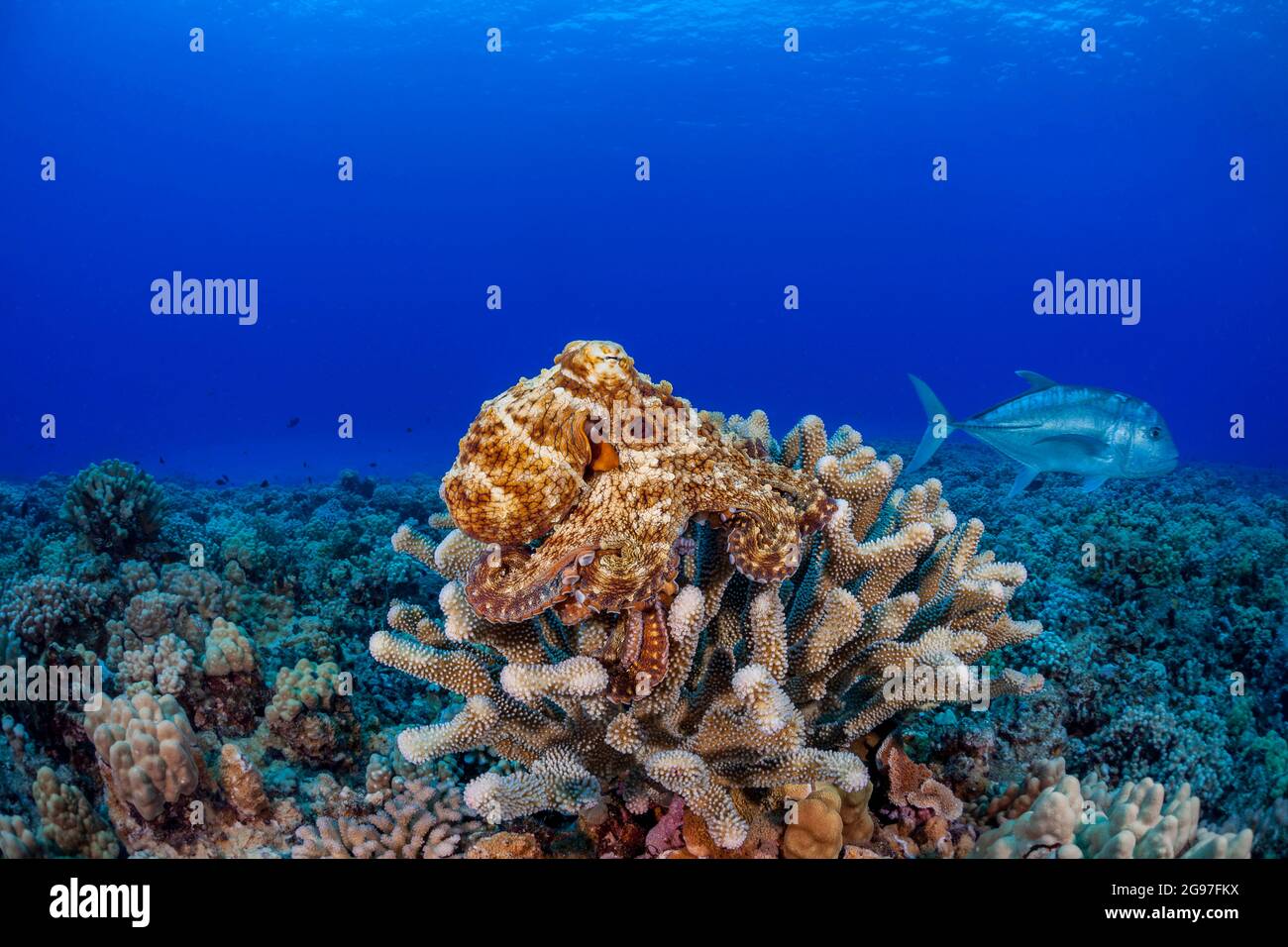 Heute schlinkt der Oktopus, Octopus cyanea, von seinem Barsch auf Geweih-Korallen herunter, um seinem Raubtier zu entgehen, einem weißen ulua, Caranx ignobilis, auch bekannt als Stockfoto