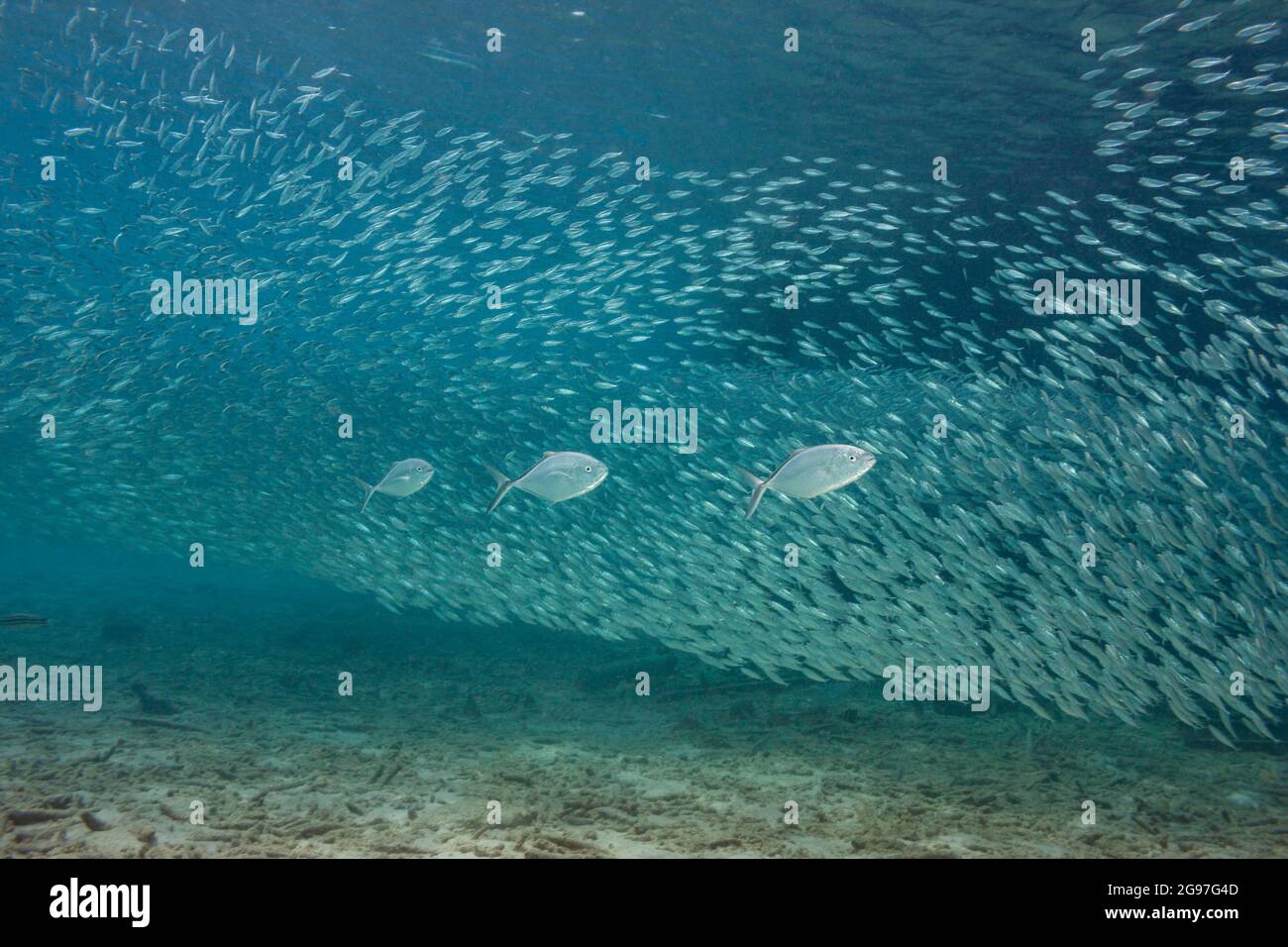 Der Stabheber, Caranx ruber, ist eine häufige karibische Art. Diese drei sind auf der Jagd nach Schulfischen vor der Insel Bonaire. Stockfoto