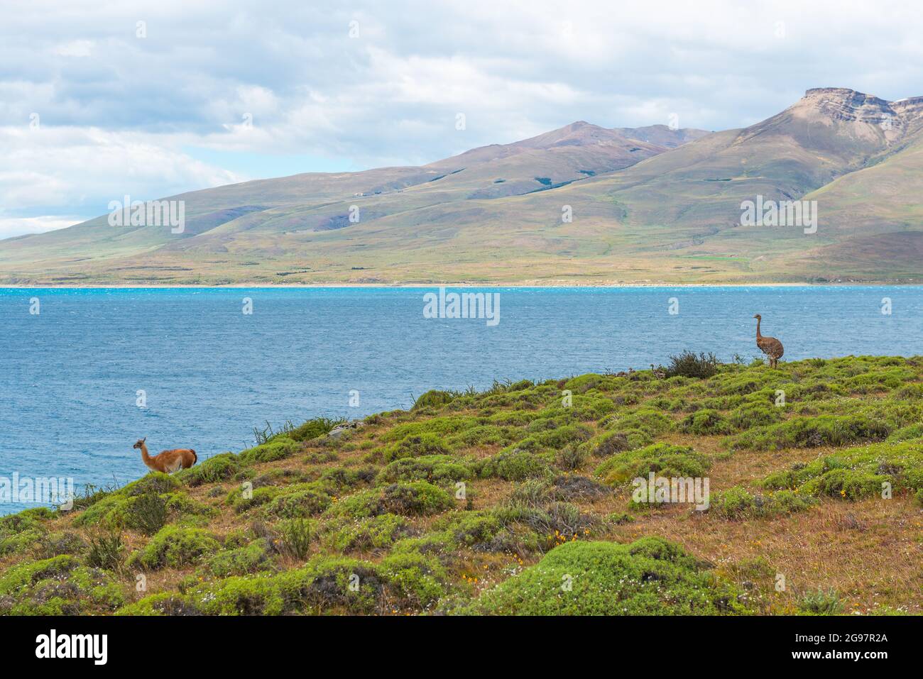 Darwins rhea (Rhea pennata) oder kleiner rhea mit Guanaco (Lama guanicoe), Lago del Toro, Nationalpark Torres del Paine, Patagonien, Chile. Stockfoto