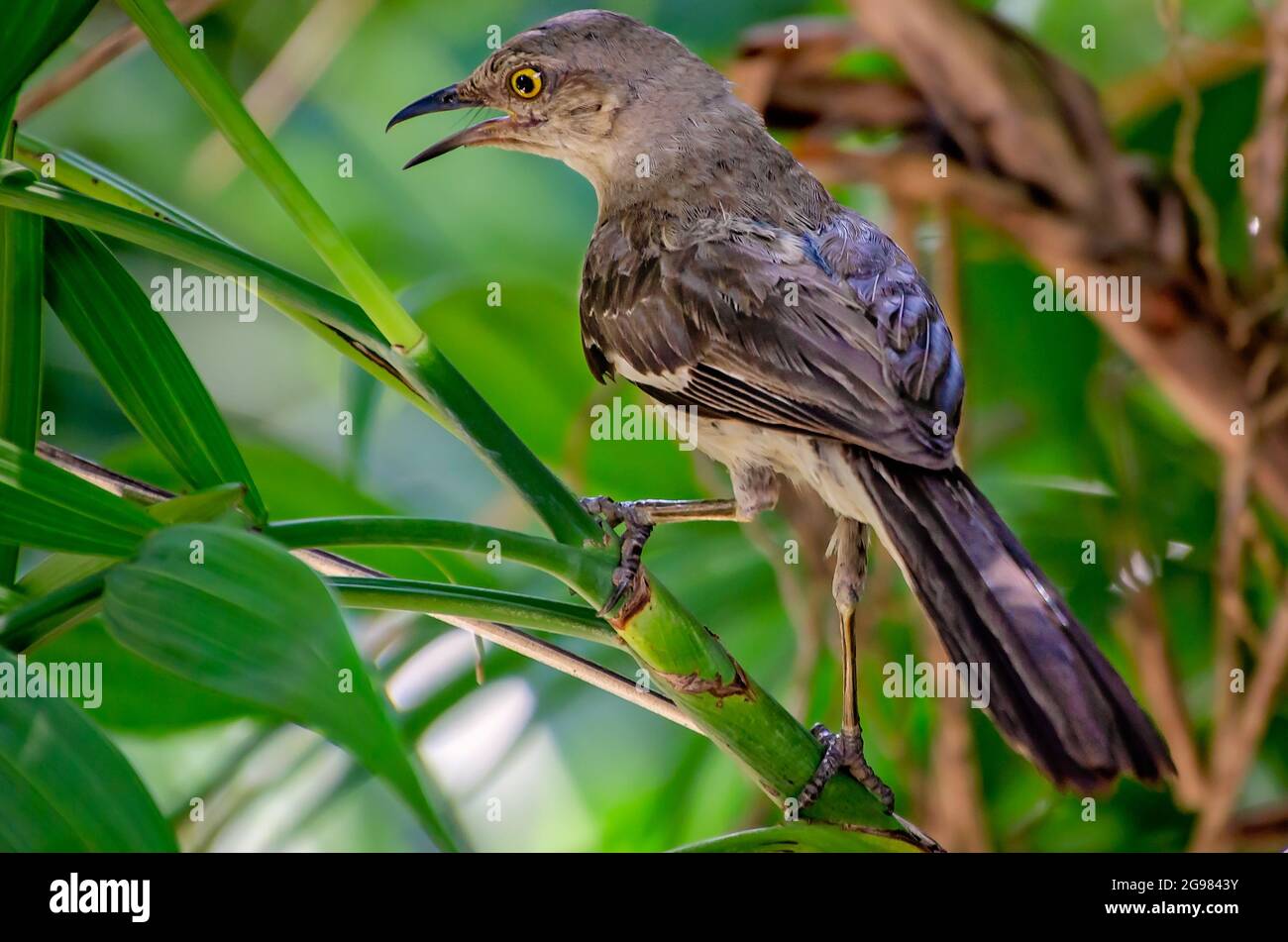 Ein nördlicher Spötter singt im Garten der Kathedrale der Unbefleckten Empfängnis, 23. Juli 2021, in Mobile, Alabama. Stockfoto