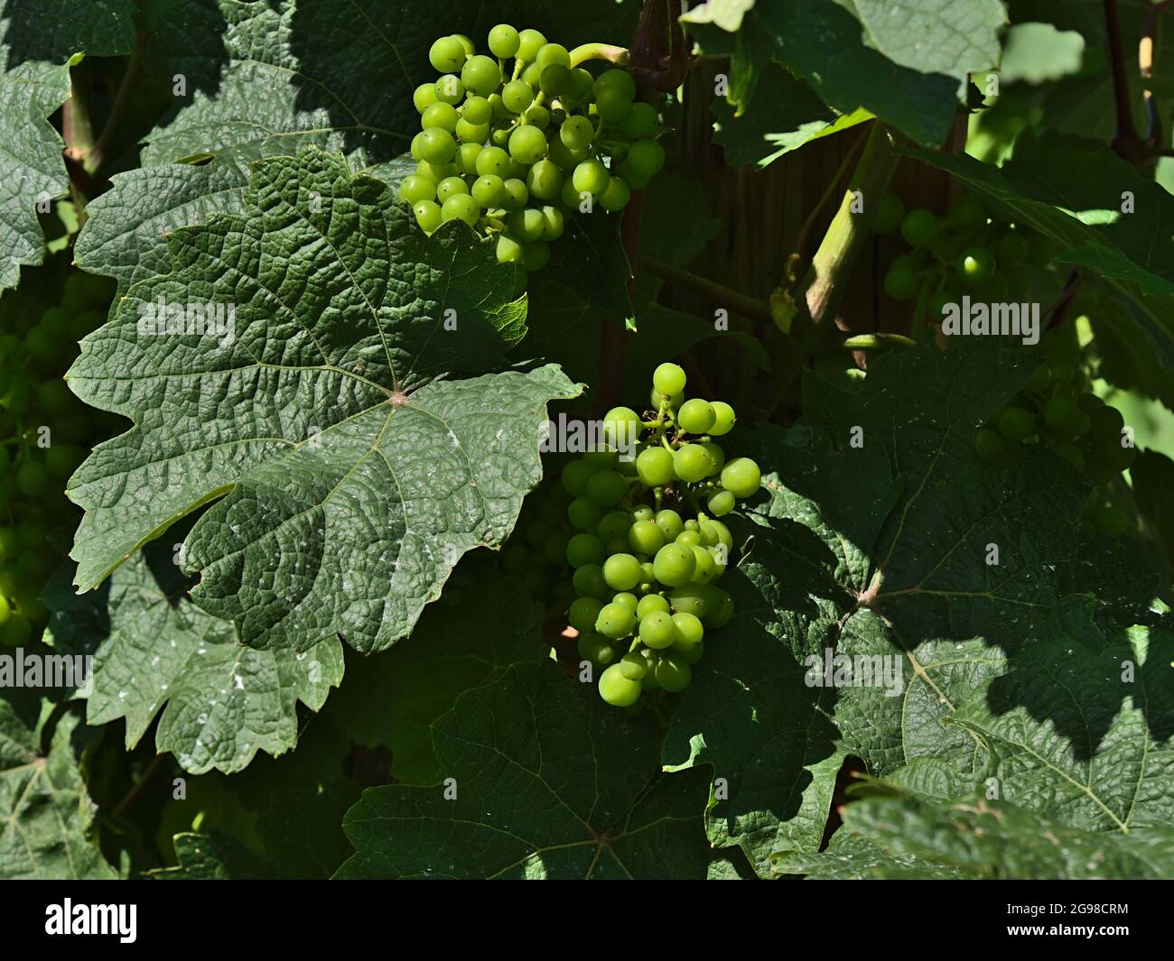 Nahaufnahme der Weinpflanze (Vitis vinifera) mit jungen, unreifen Trauben zwischen großen grünen Blättern in der Sommersaison auf dem Weinberg bei Boppard, Rheintal. Stockfoto