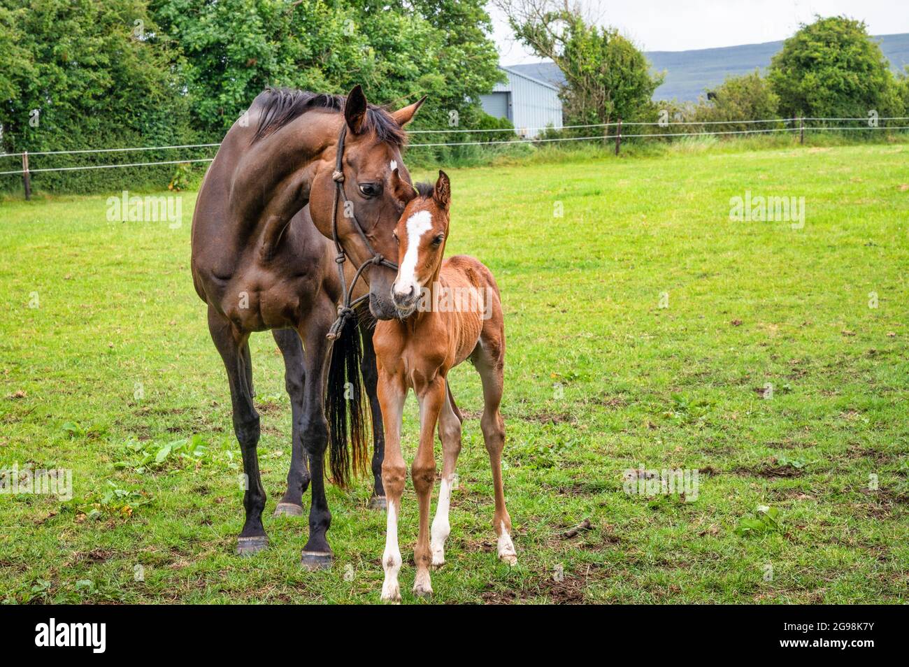 Mare Pferd streichelt sein neugeborenes Fohlen auf einem Feld in Irland Stockfoto