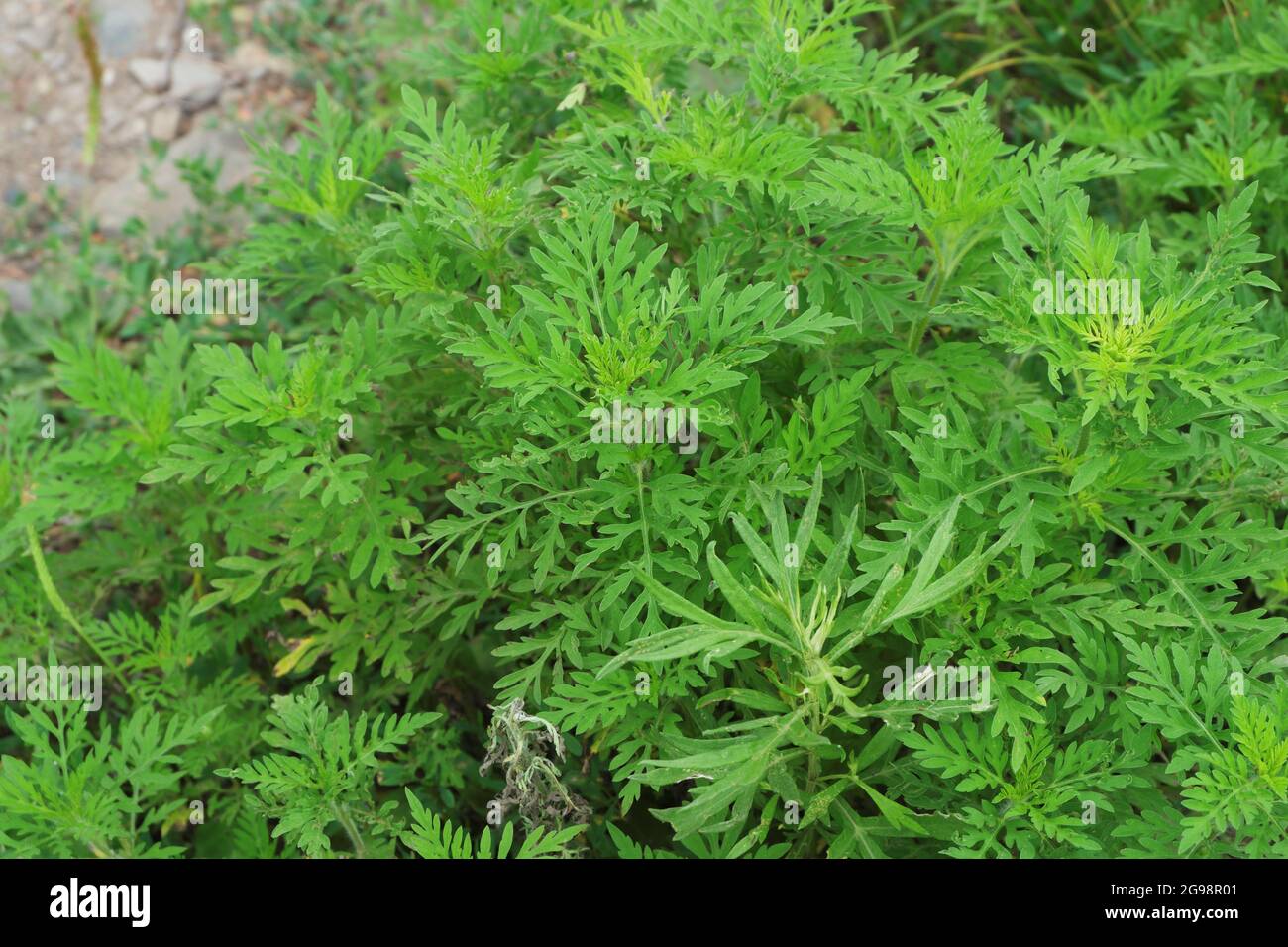 Flauschige Büsche von jungen Ragweed, die entlang der Straße wachsen. Ambrosia Pollen während der Blüte verursacht Allergien. Selektiver Fokus. Stockfoto