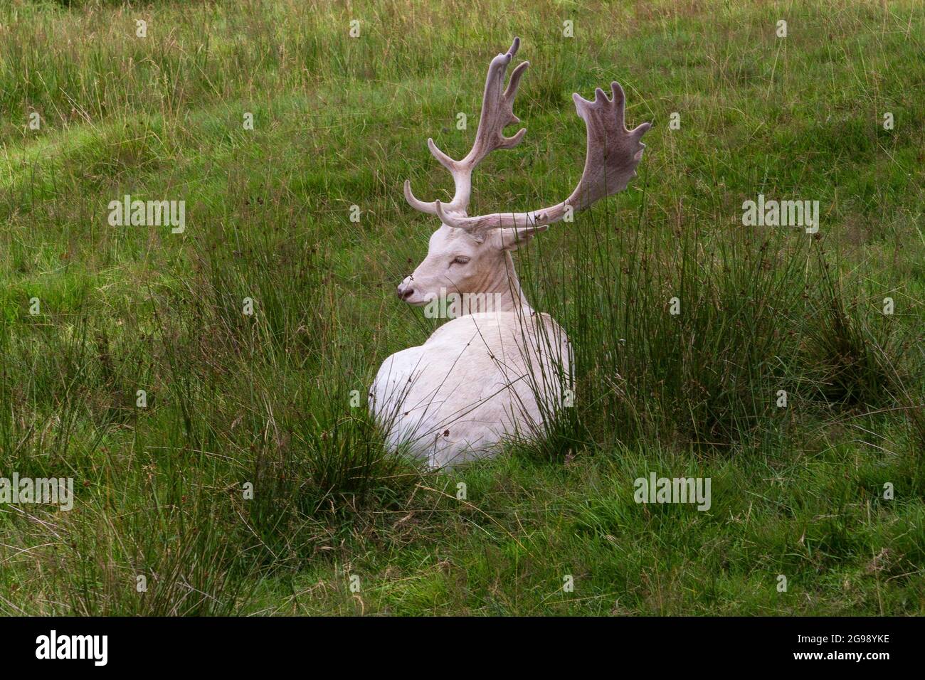 Weißer Damhirsch (Albino) Stockfoto