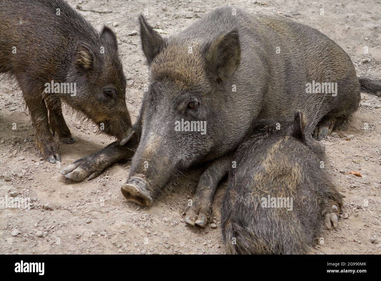 Wildschwein (Sus Scrofa) mit Ferkel Stockfoto