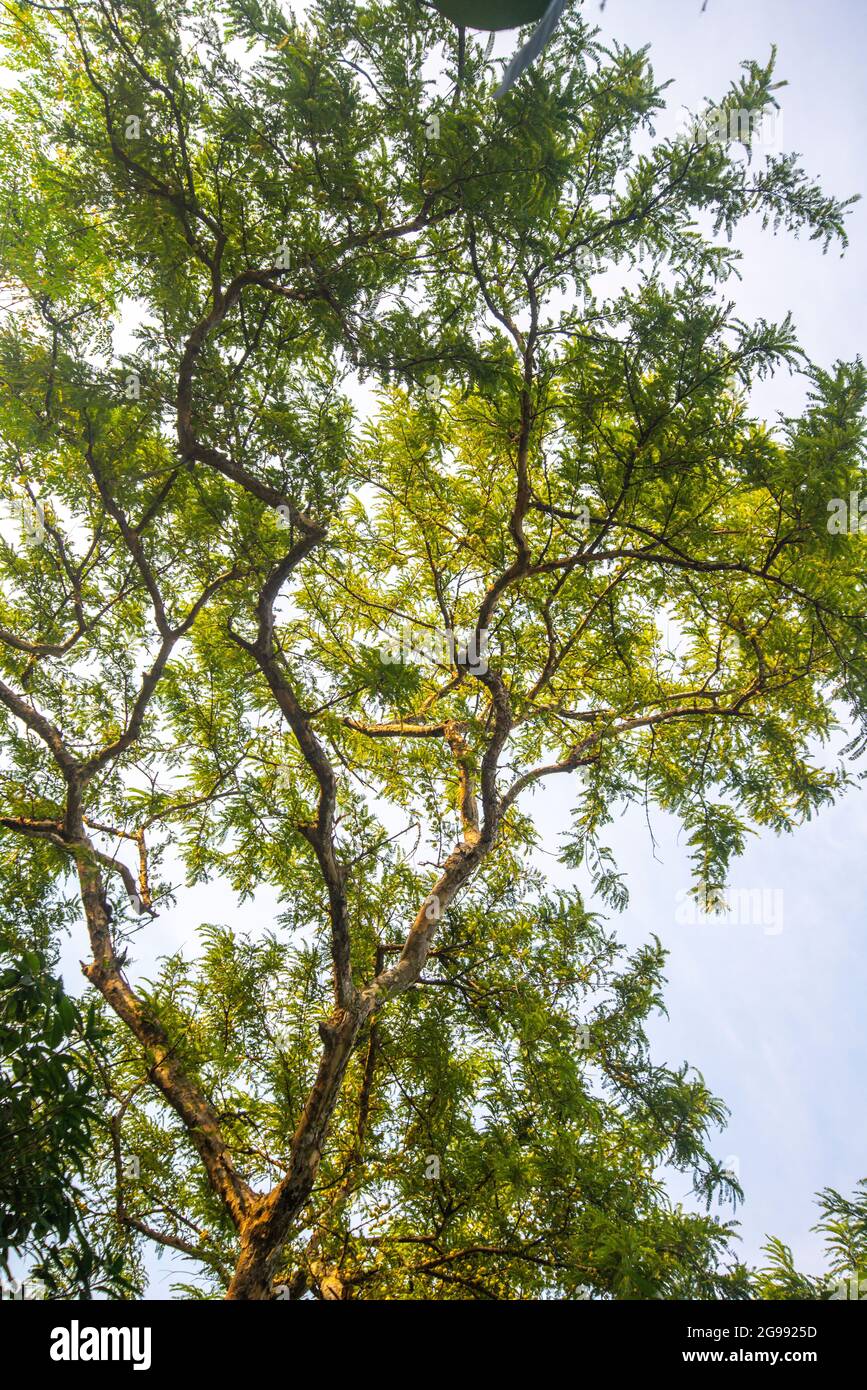 Stachelbeeren-Baum in Khulna, Bangladesch. Stockfoto