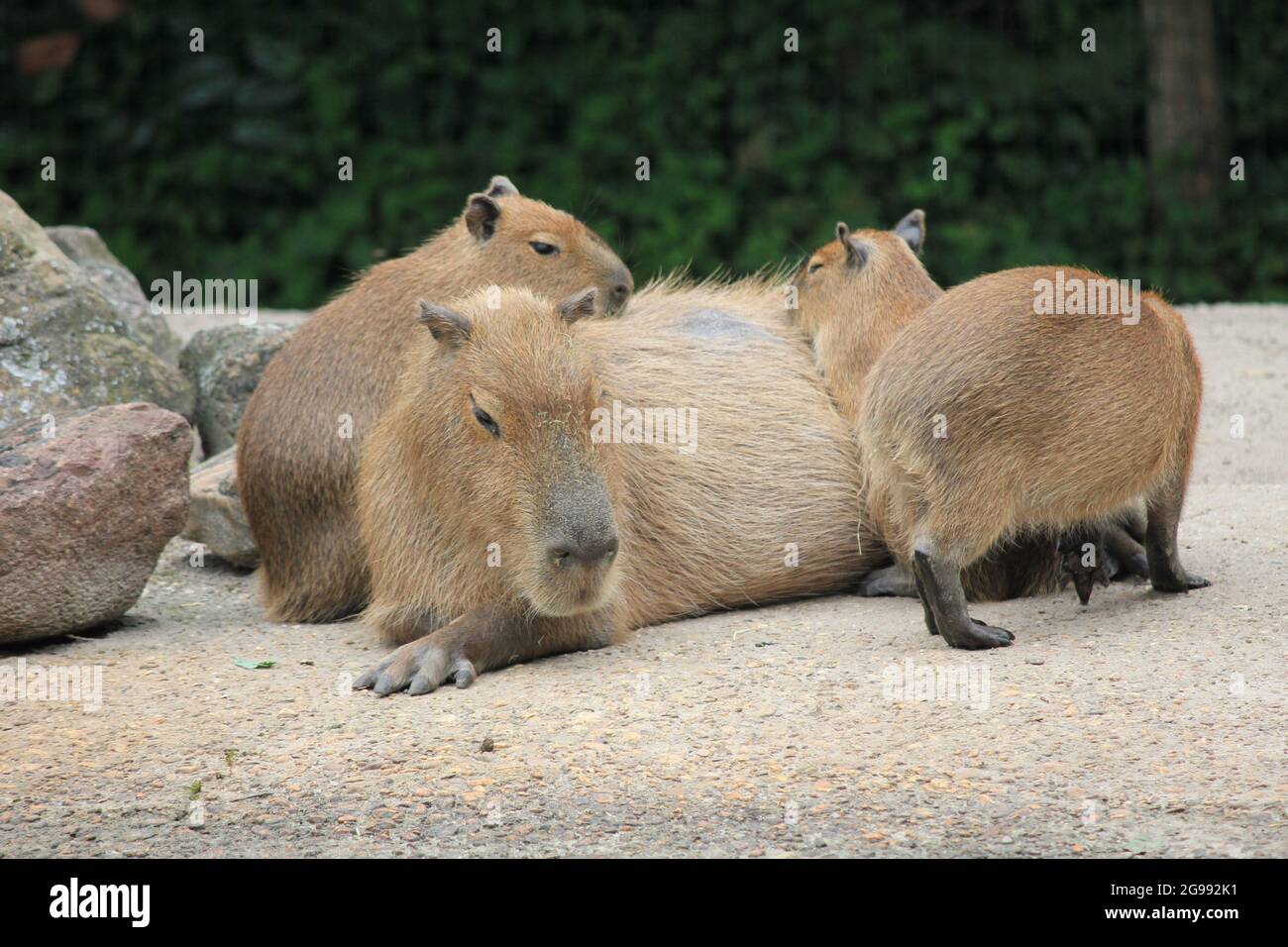 Cabybara in Overloon Zoo in den Niederlanden Stockfoto