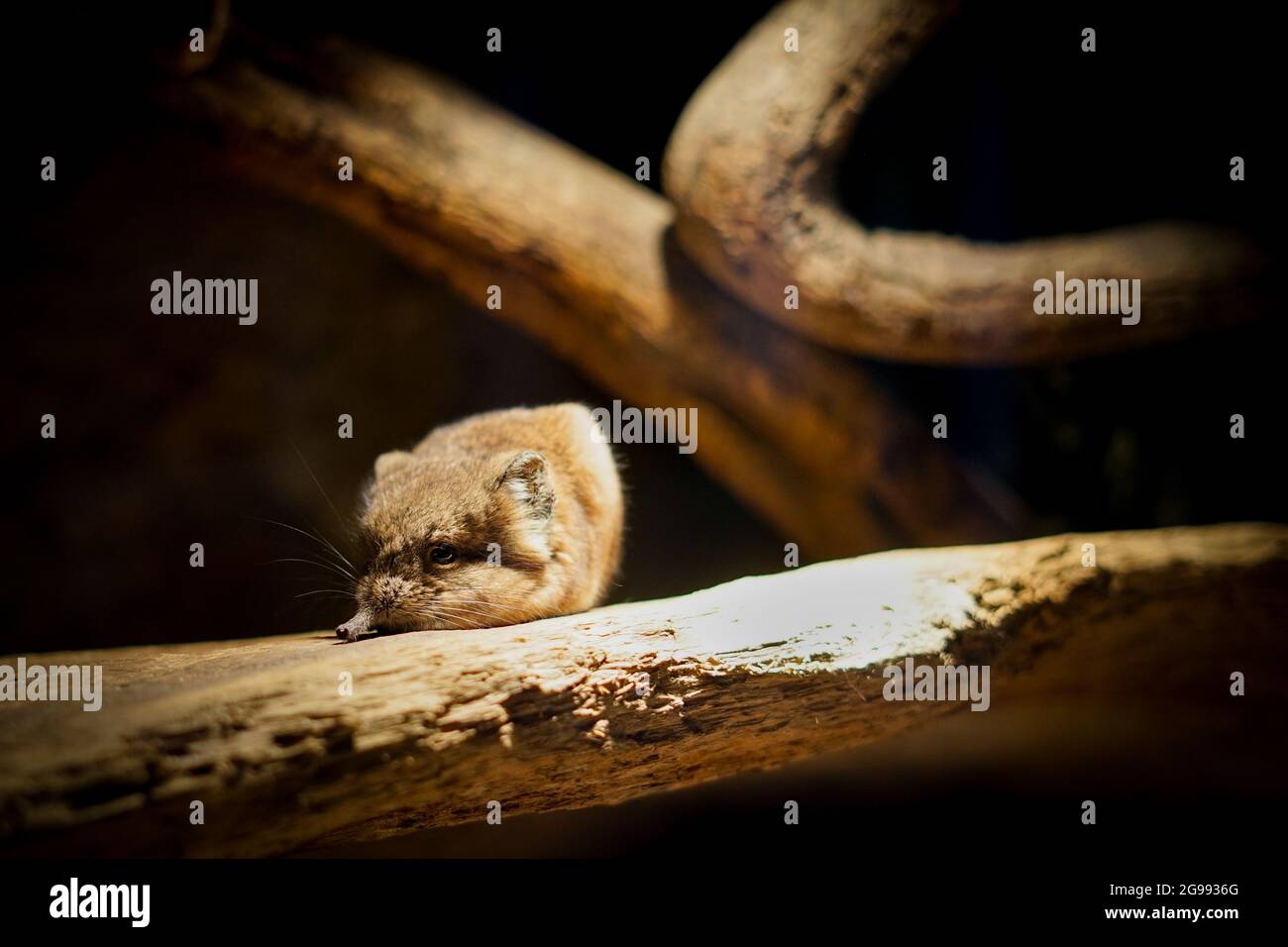 Nahaufnahme eines Zobeldes auf einem Baum Stockfoto