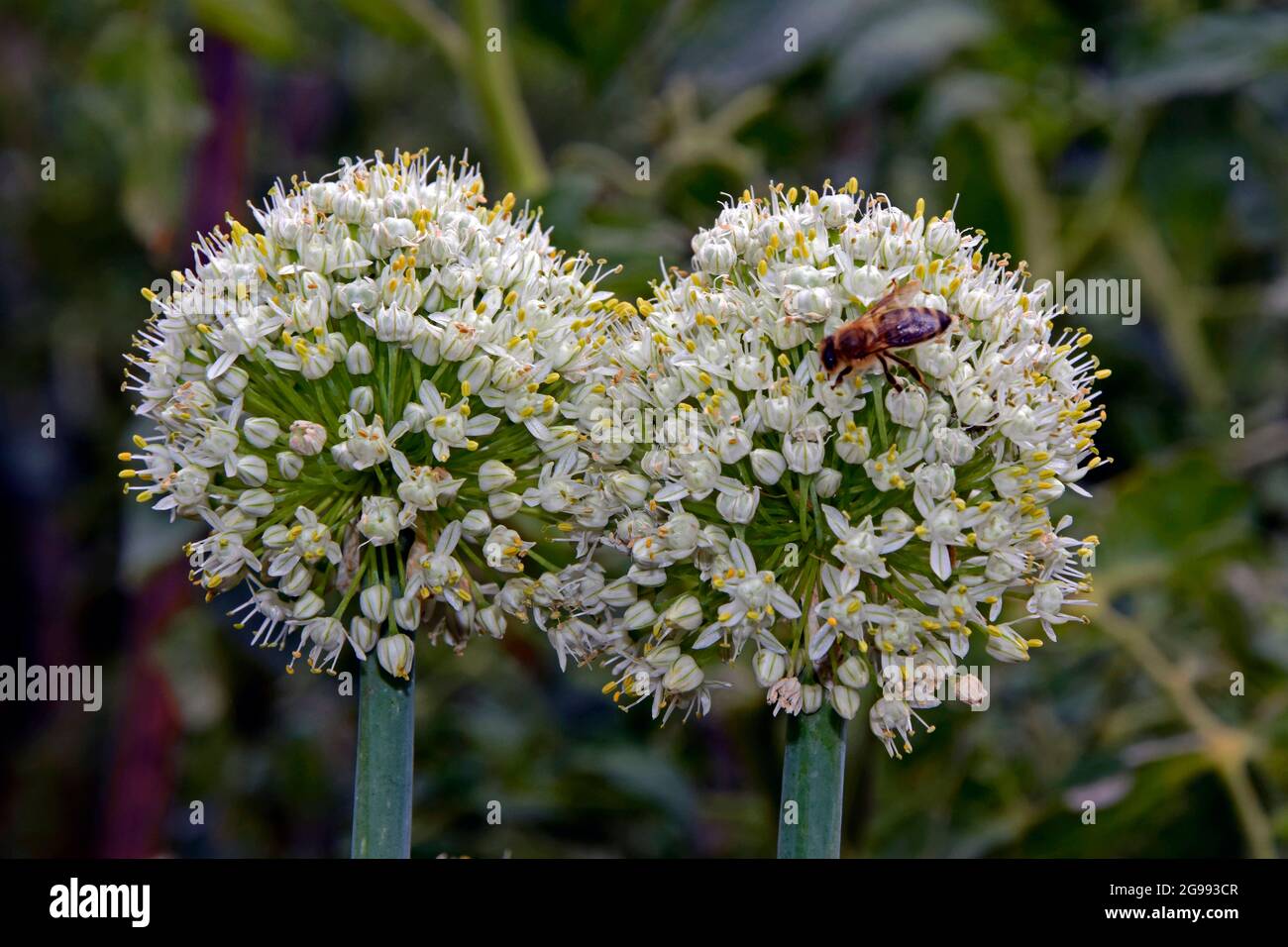 Weiße Zwillingsblüte von gemeiner Zwiebel, voll blüht und von einer Biene in Nahaufnahme mit verschwommenem Blatthintergrund besucht. Stockfoto