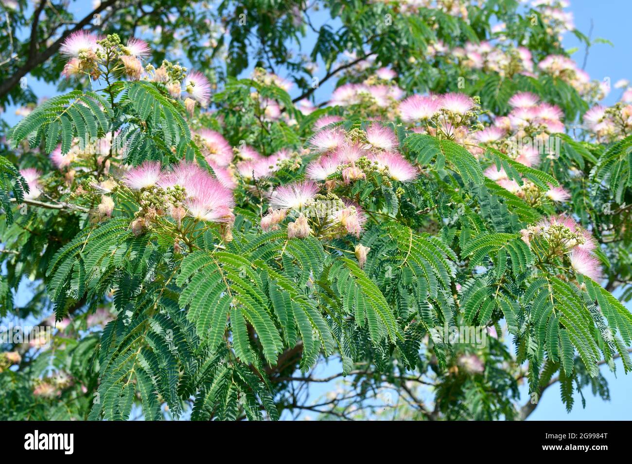 Griechenland, blühender Regenbaum, der zur Familie der Mimosen gehört Stockfoto