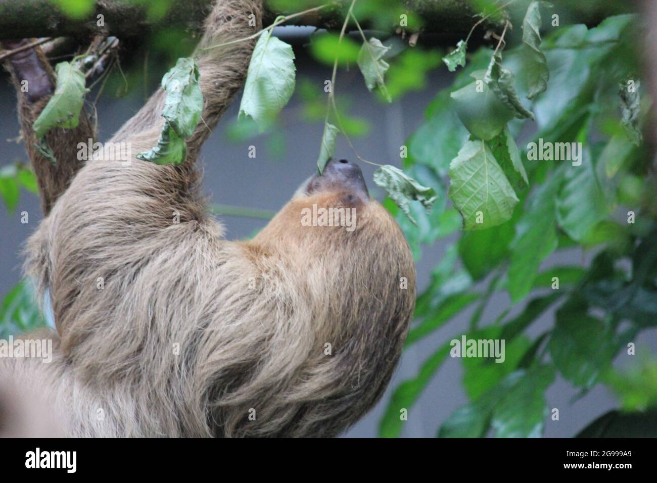 Faultier im Overloon Zoo in den Niederlanden Stockfoto