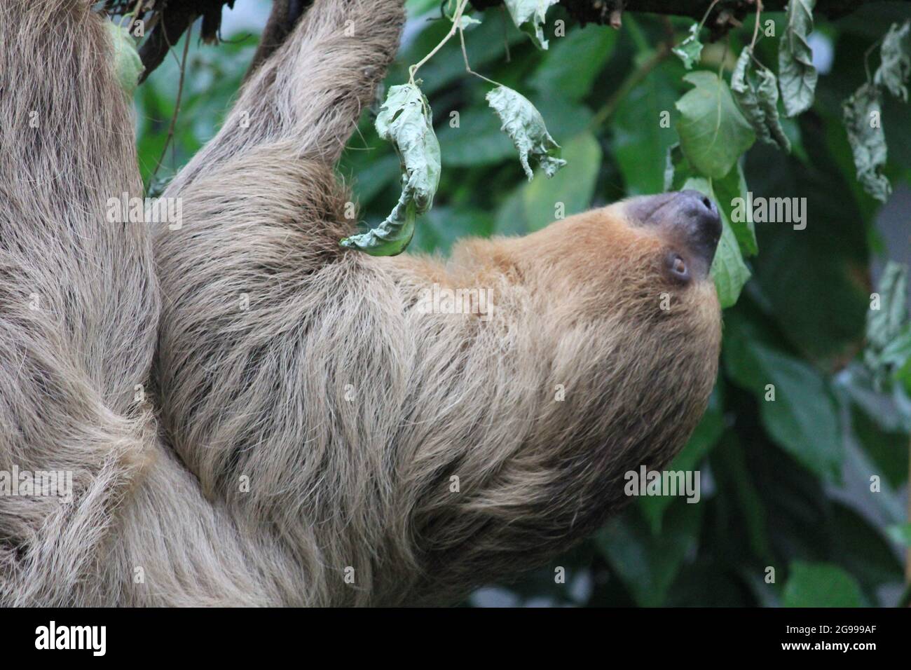 Faultier im Overloon Zoo in den Niederlanden Stockfoto