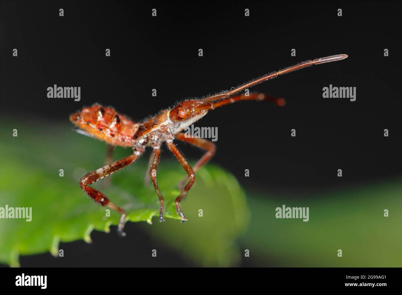 Ein Leptoglossus occidentalis sitzt am Rand eines grünen Blattes Stockfoto