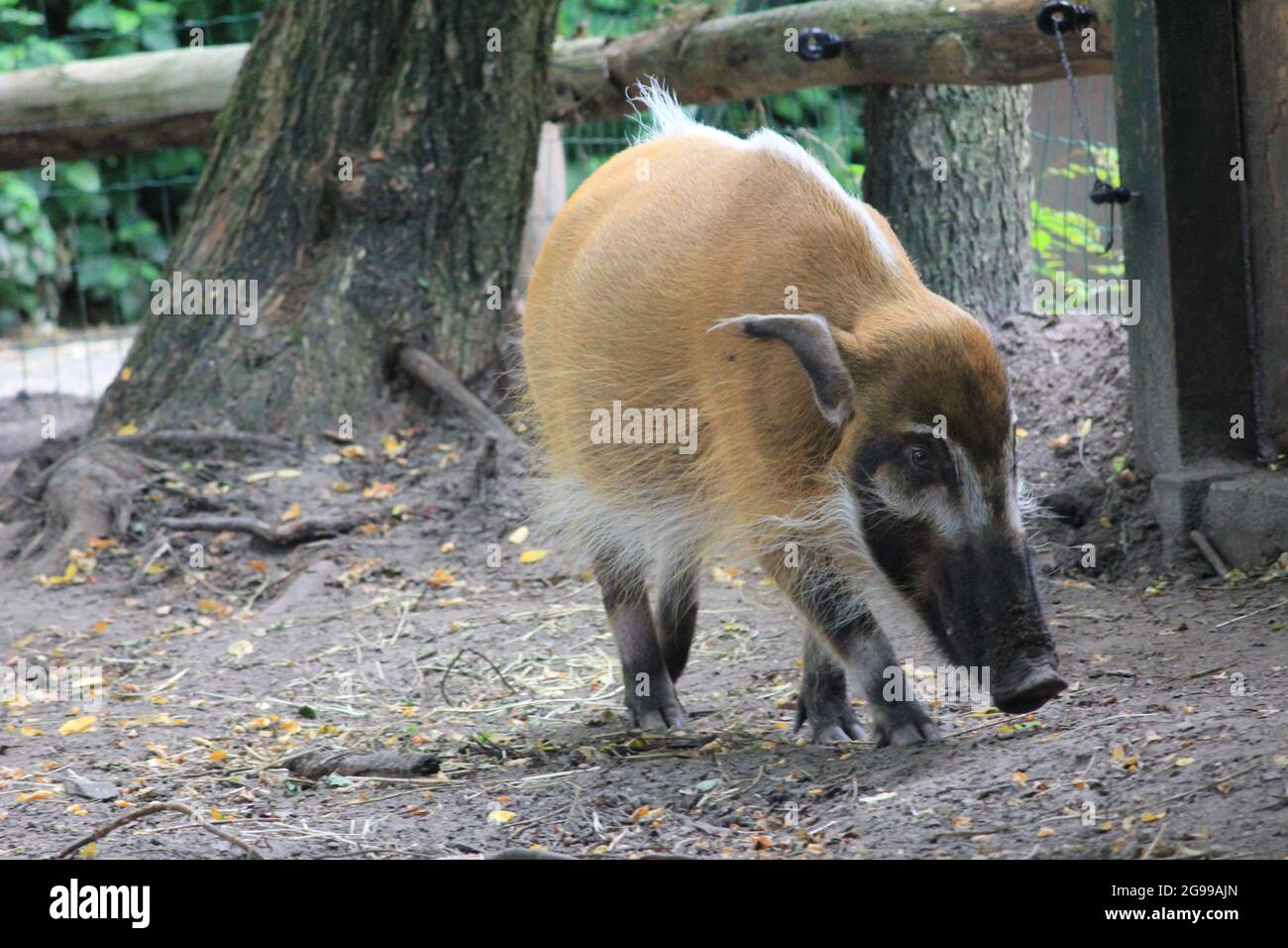 Red River Hog im Overloon Zoo in den Niederlanden Stockfoto