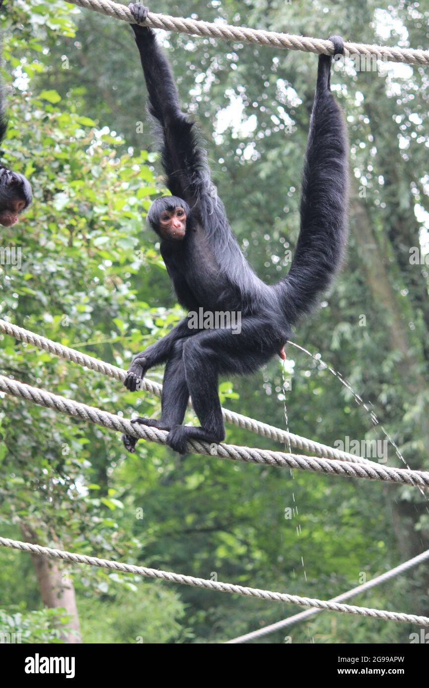 Rotgesichtspinnenaffen im Overloon Zoo Stockfoto