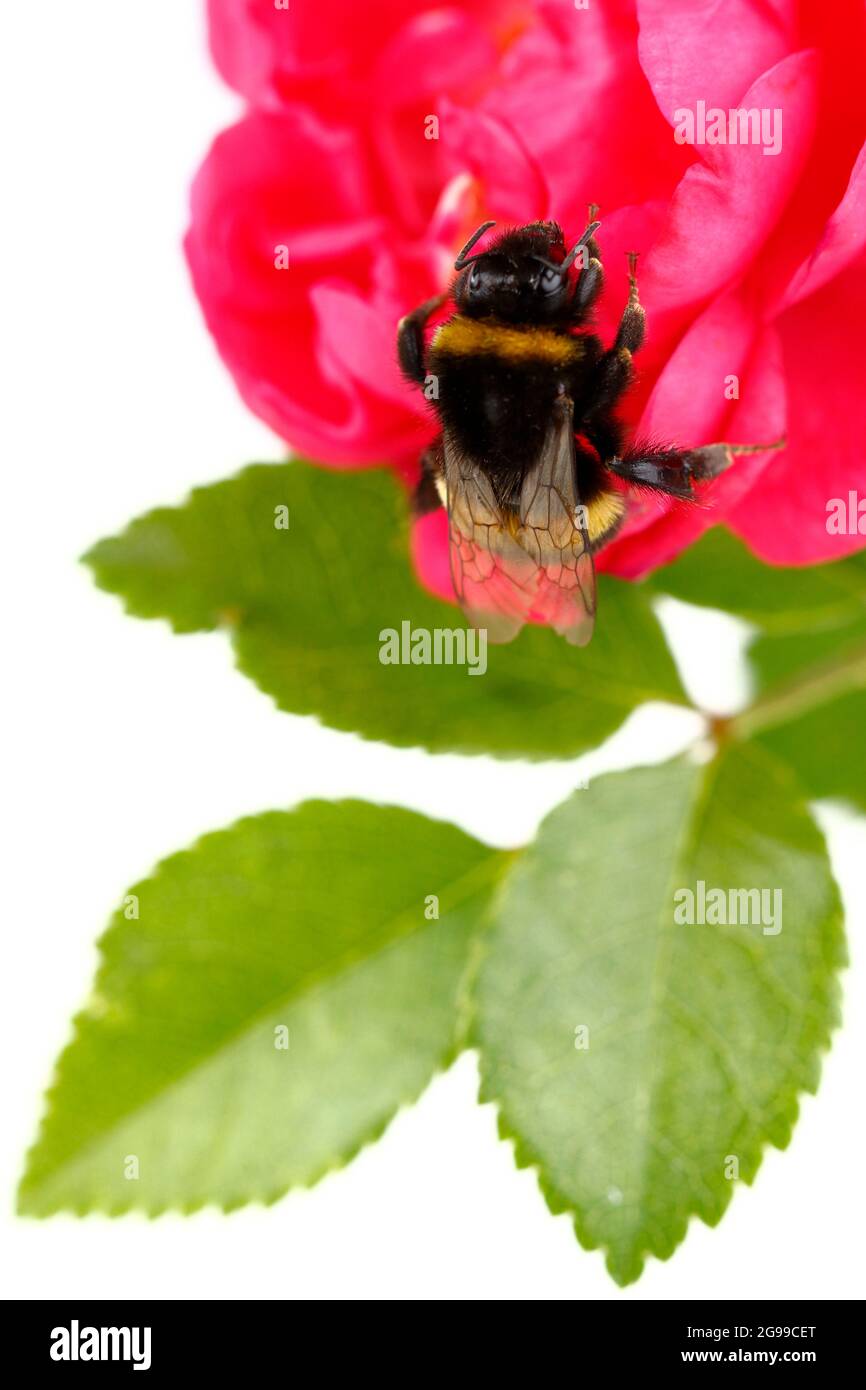 Eine Hummel sitzt auf einer Rosenblüte Stockfoto