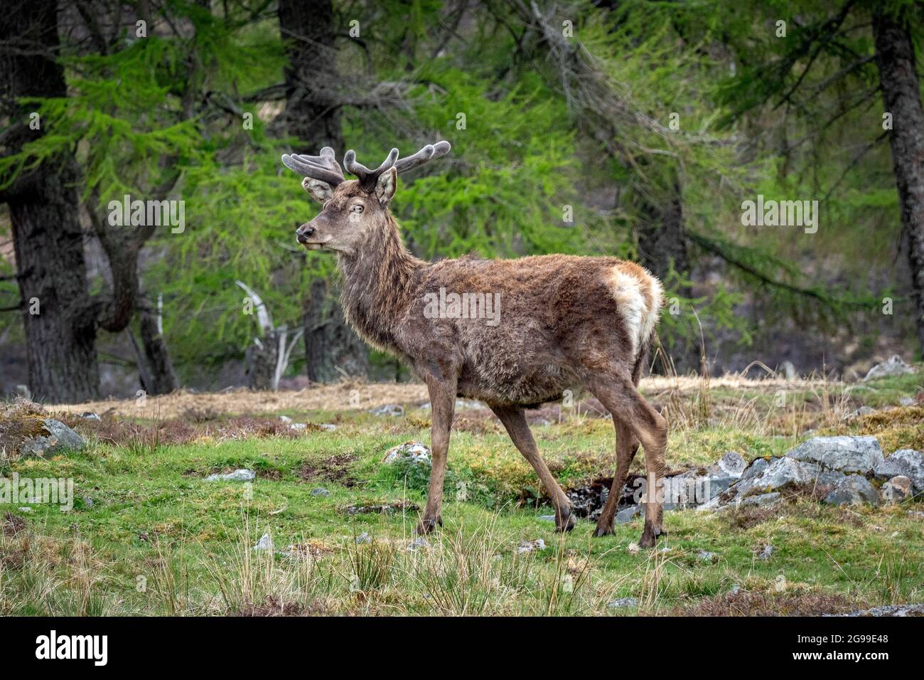 Red Deer , River Cannich, Glen Cannich, Highlands, Schottland, Vereinigtes Königreich. Stockfoto