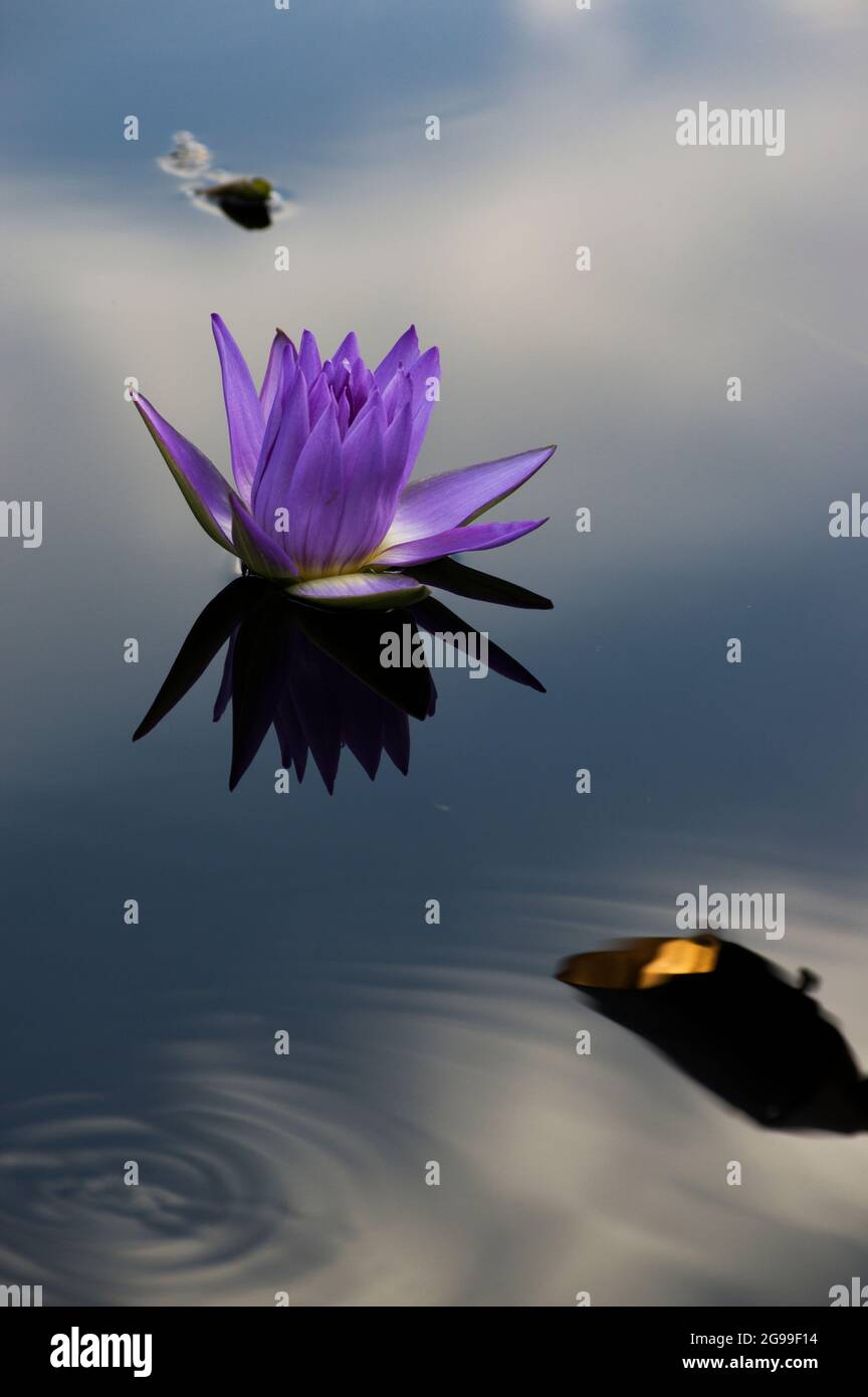 Lavendel- oder lila Lotusblumen spiegeln sich auf einer spiegelnden Teichoberfläche mit blauem Himmel und Wolken Stockfoto