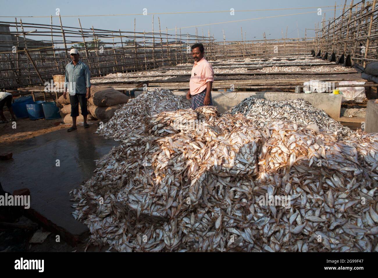 Fischer, die an der Vorbereitung von Trockenfischen am Ufer der Bucht von Bengalen in Digha, Westbengalen, Indien, arbeiten Stockfoto